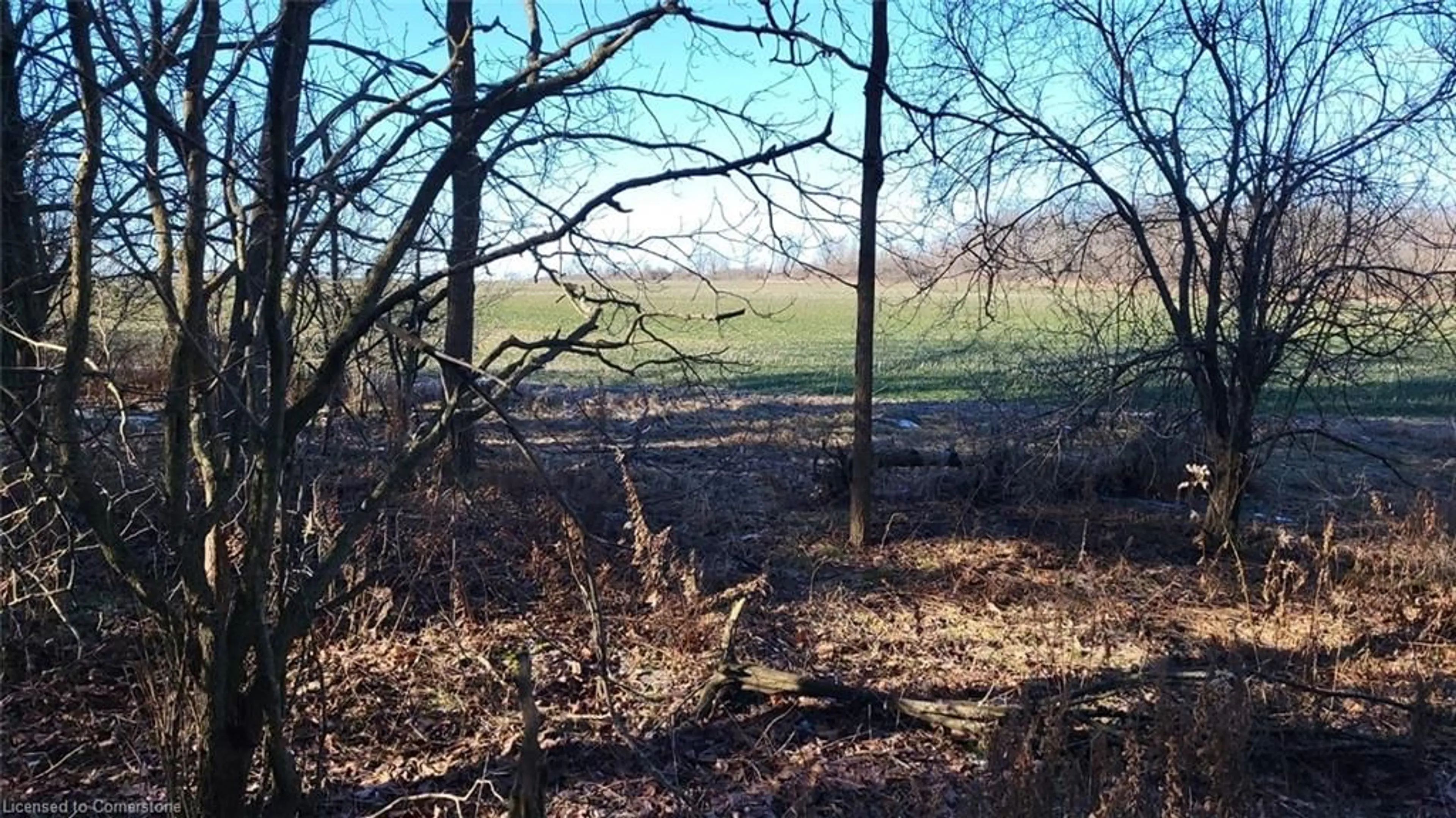 A pic from outside/outdoor area/front of a property/back of a property/a pic from drone, forest/trees view for 11 Mary St, Jarvis Ontario N0A 1J0