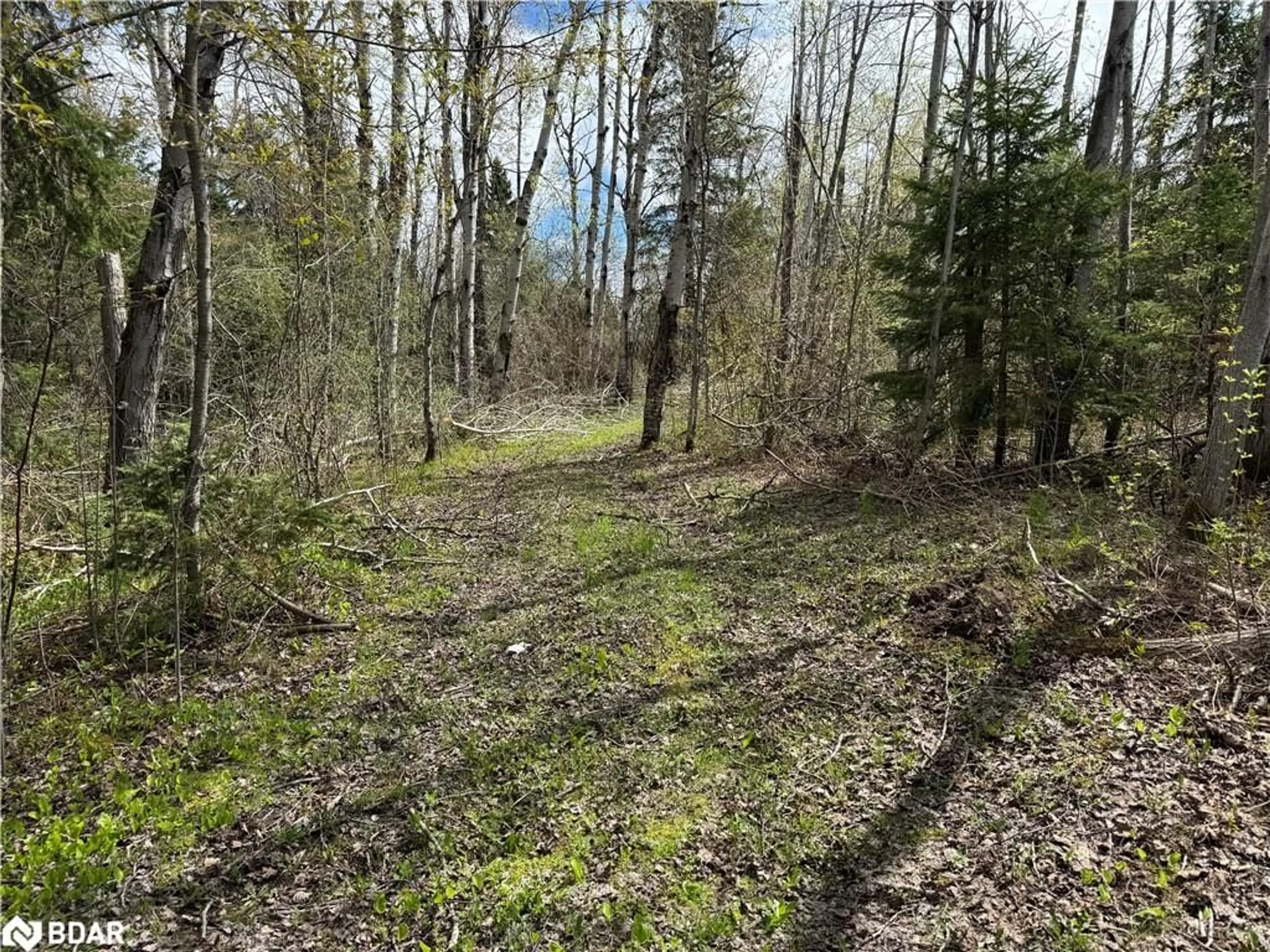 A pic from outside/outdoor area/front of a property/back of a property/a pic from drone, forest/trees view for 829 Prospect St, Woodville Ontario K0M 2T0