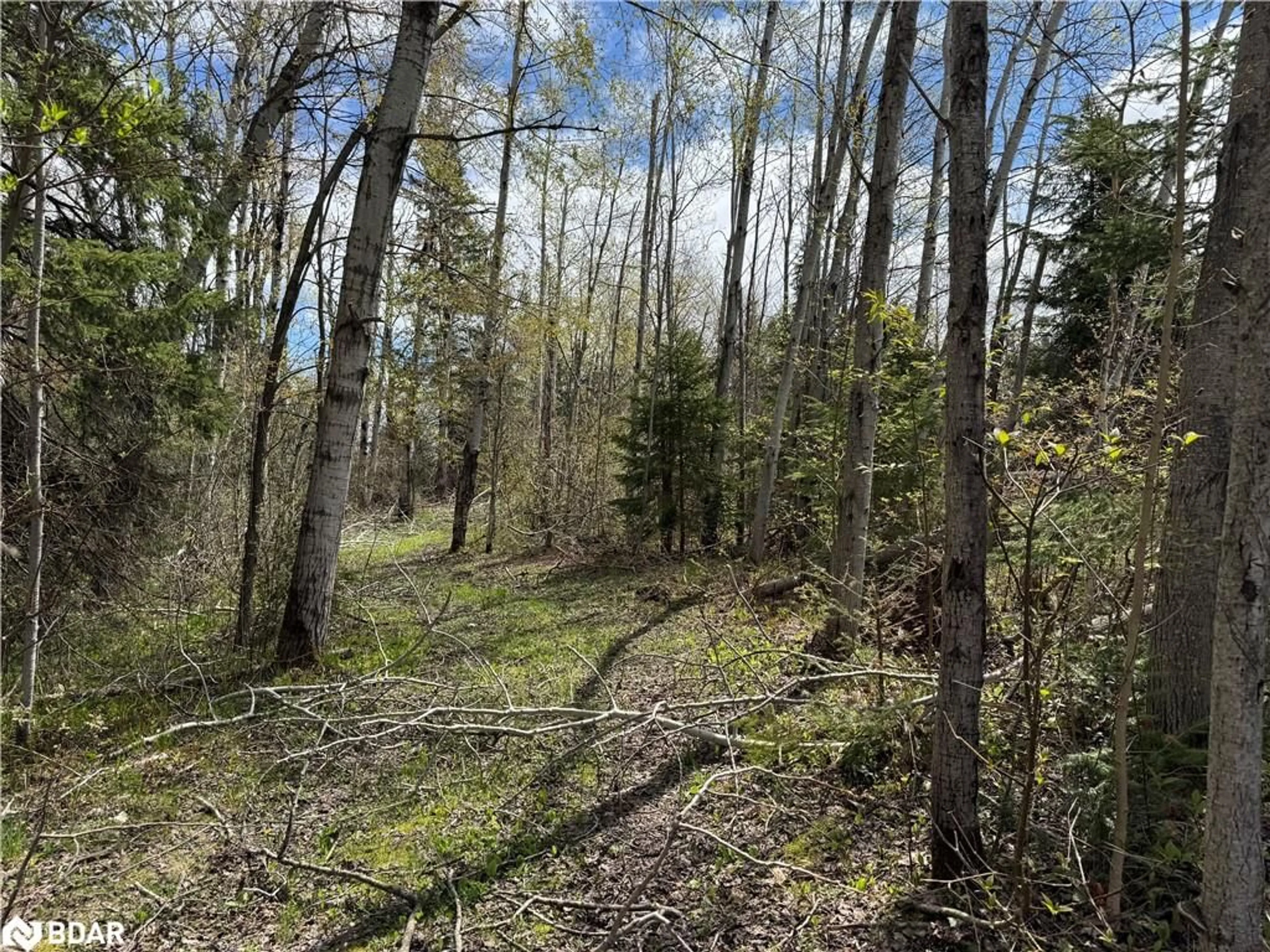 A pic from outside/outdoor area/front of a property/back of a property/a pic from drone, forest/trees view for 829 Prospect St, Woodville Ontario K0M 2T0