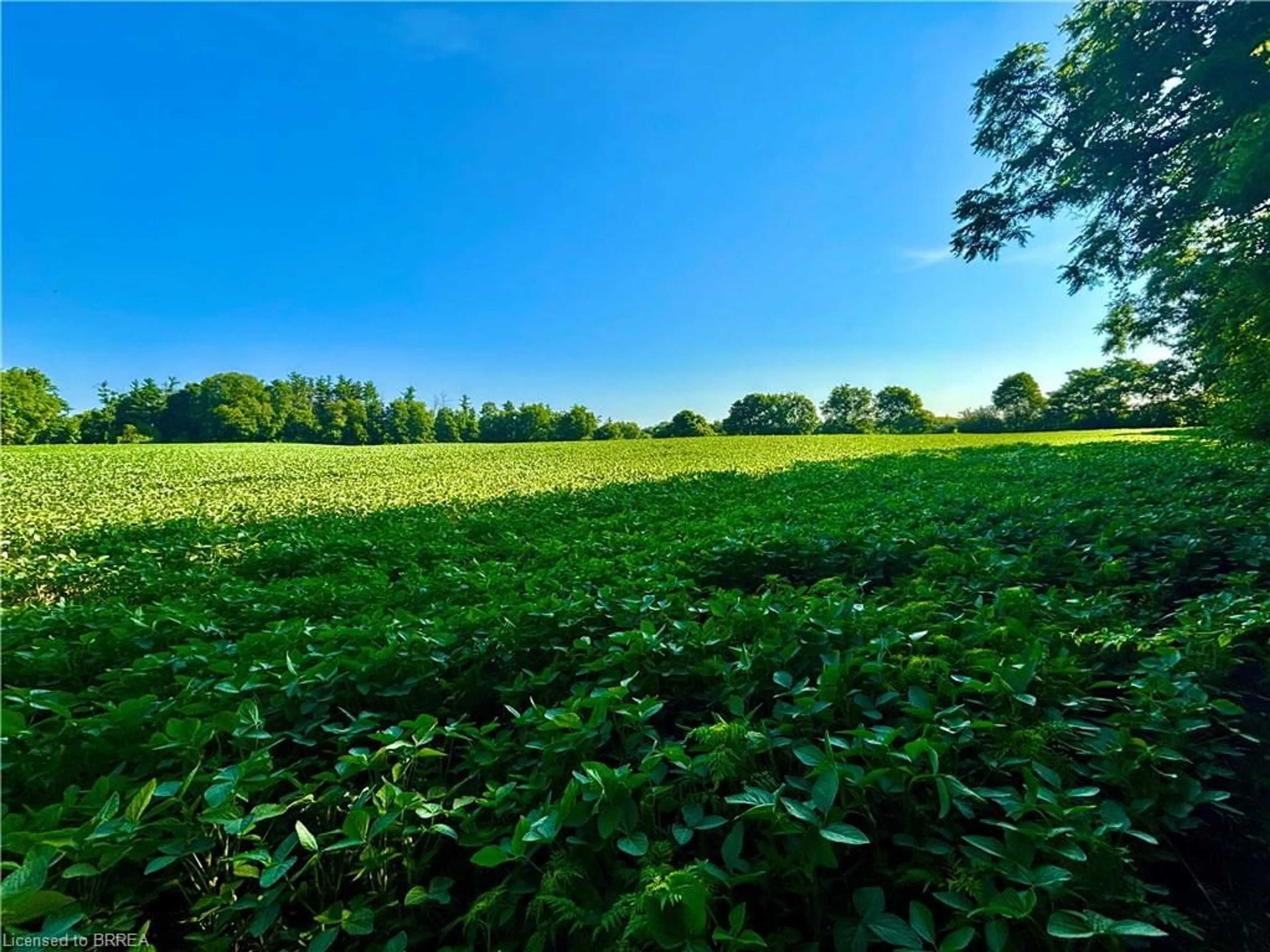 A pic from outside/outdoor area/front of a property/back of a property/a pic from drone, forest/trees view for 81 Howell Rd, St. George Ontario N0E 1N0