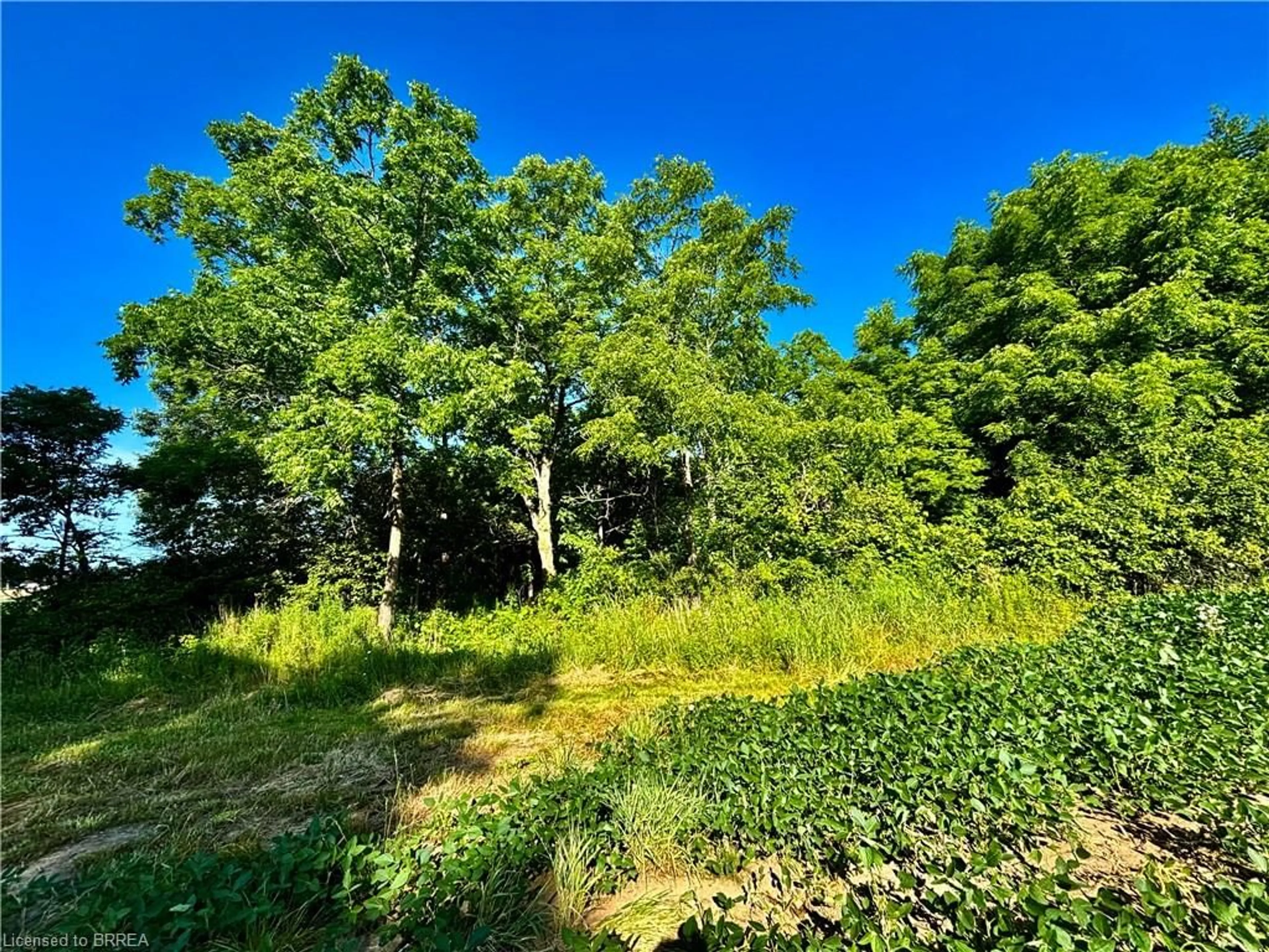 A pic from outside/outdoor area/front of a property/back of a property/a pic from drone, forest/trees view for 81 Howell Rd, St. George Ontario N0E 1N0