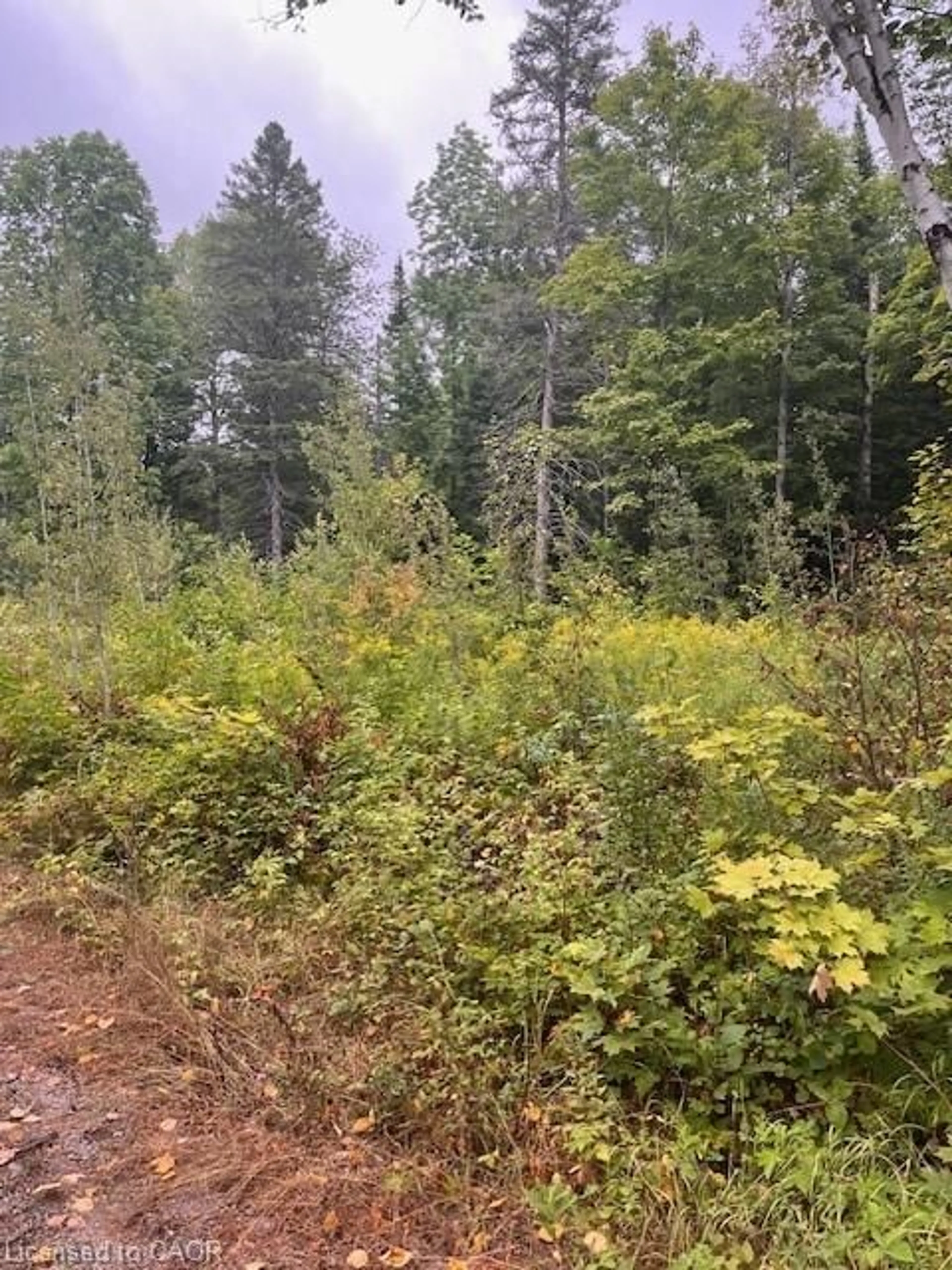Blurry image for 4333 Loop Rd, Harcourt Ontario K0L 2A0