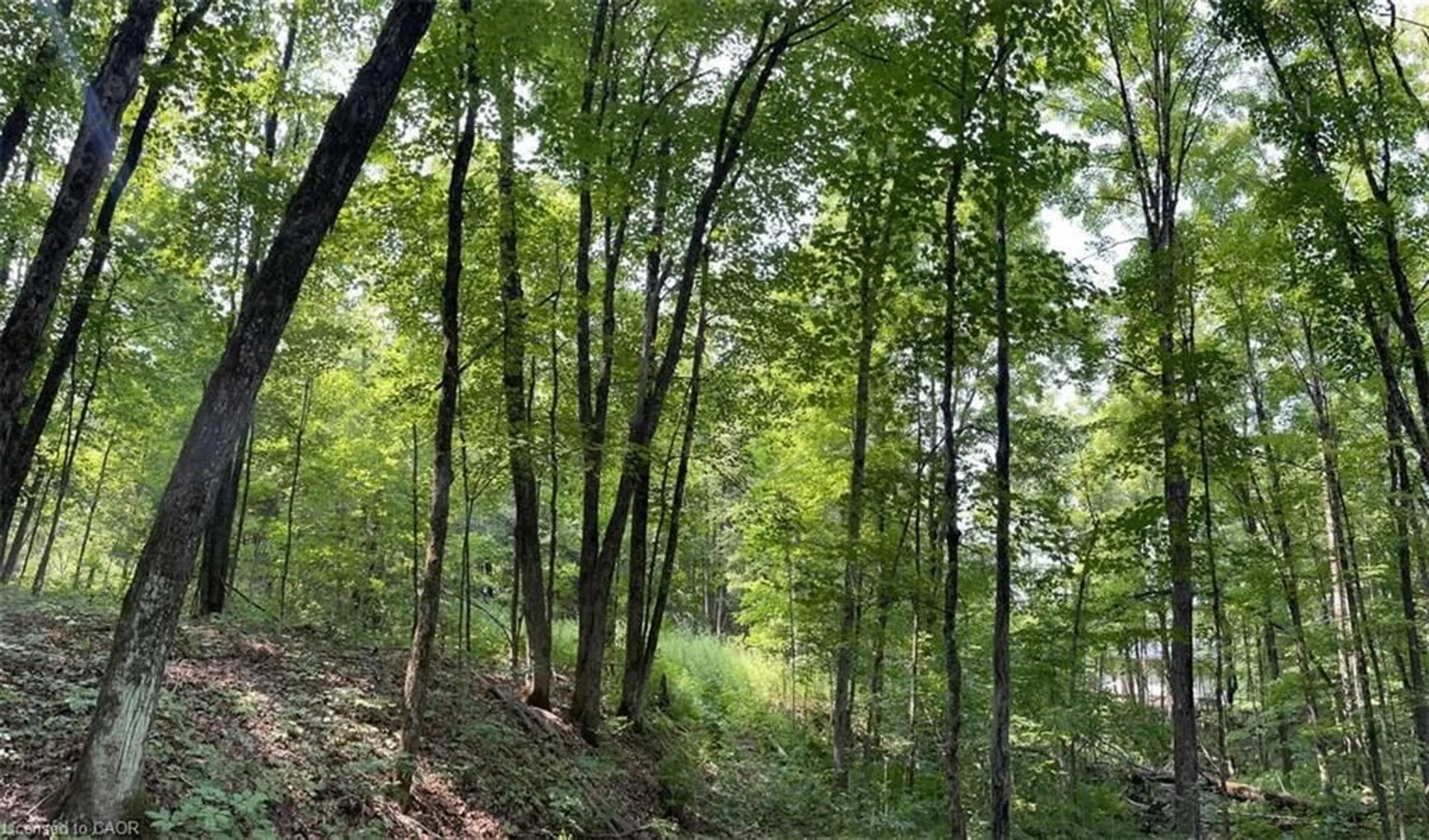 Blurry image for LOT 1 Colonial Rd, Minden Ontario K0M 2K0