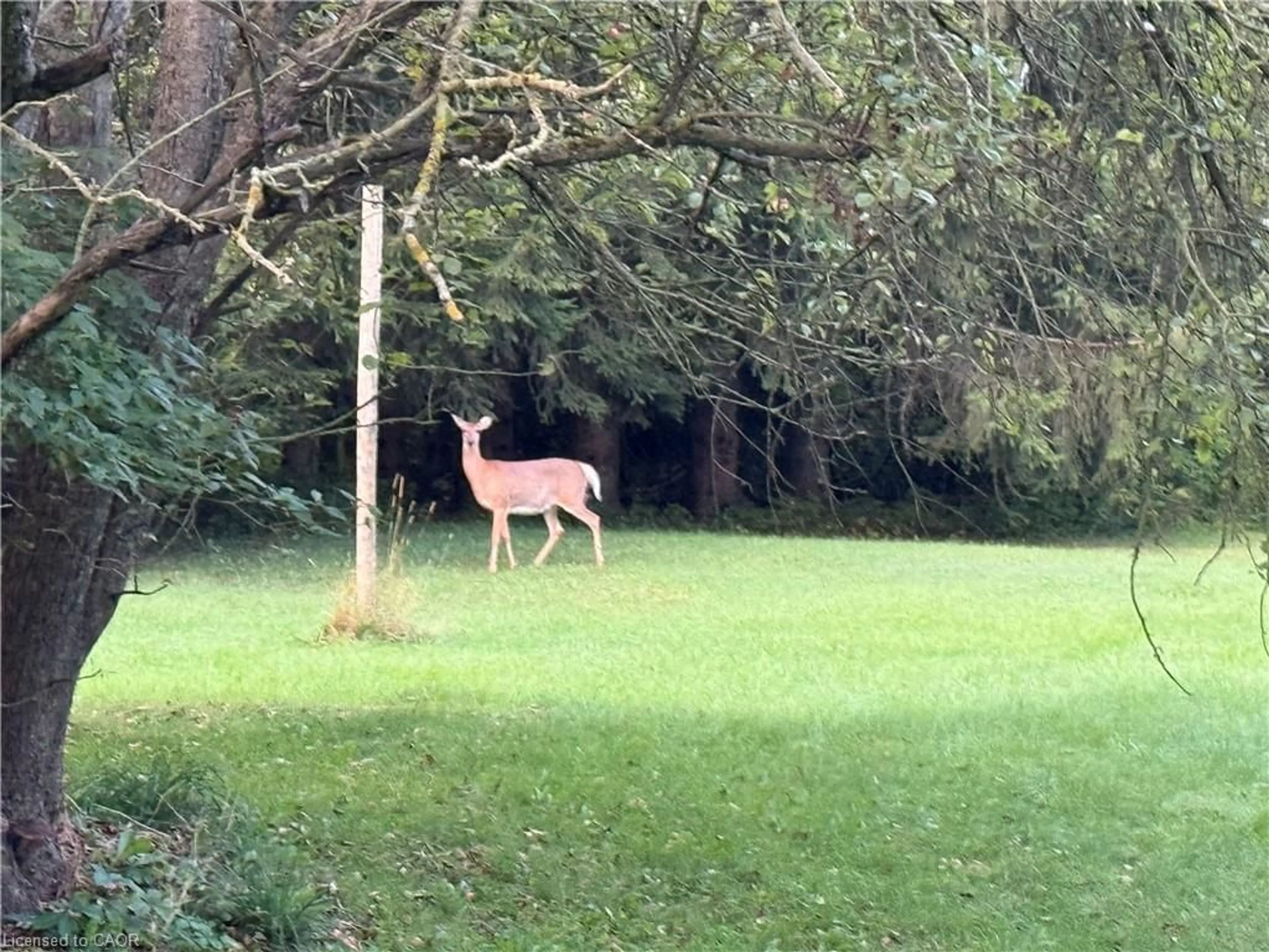 A pic from outside/outdoor area/front of a property/back of a property/a pic from drone, forest/trees view for 585 Wilmot Line, St. Agatha Ontario N2J 3Z4
