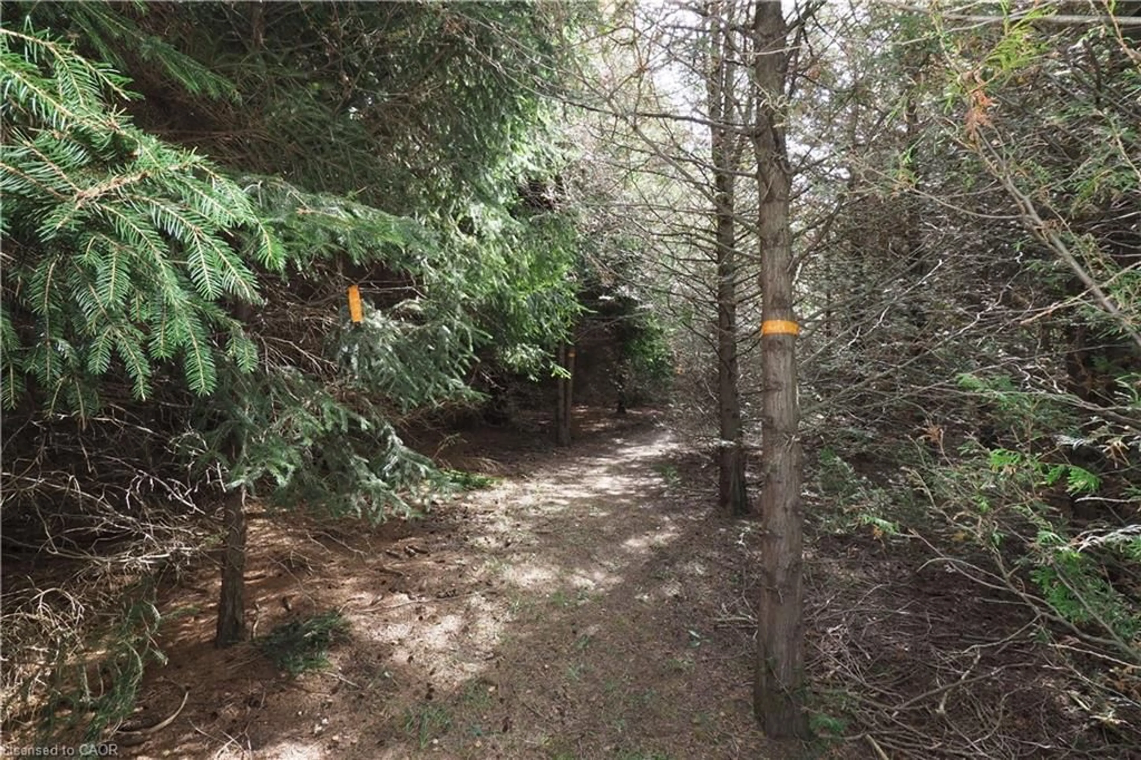 A pic from outside/outdoor area/front of a property/back of a property/a pic from drone, forest/trees view for 18 Baird St, Bright Ontario N0J 1B0