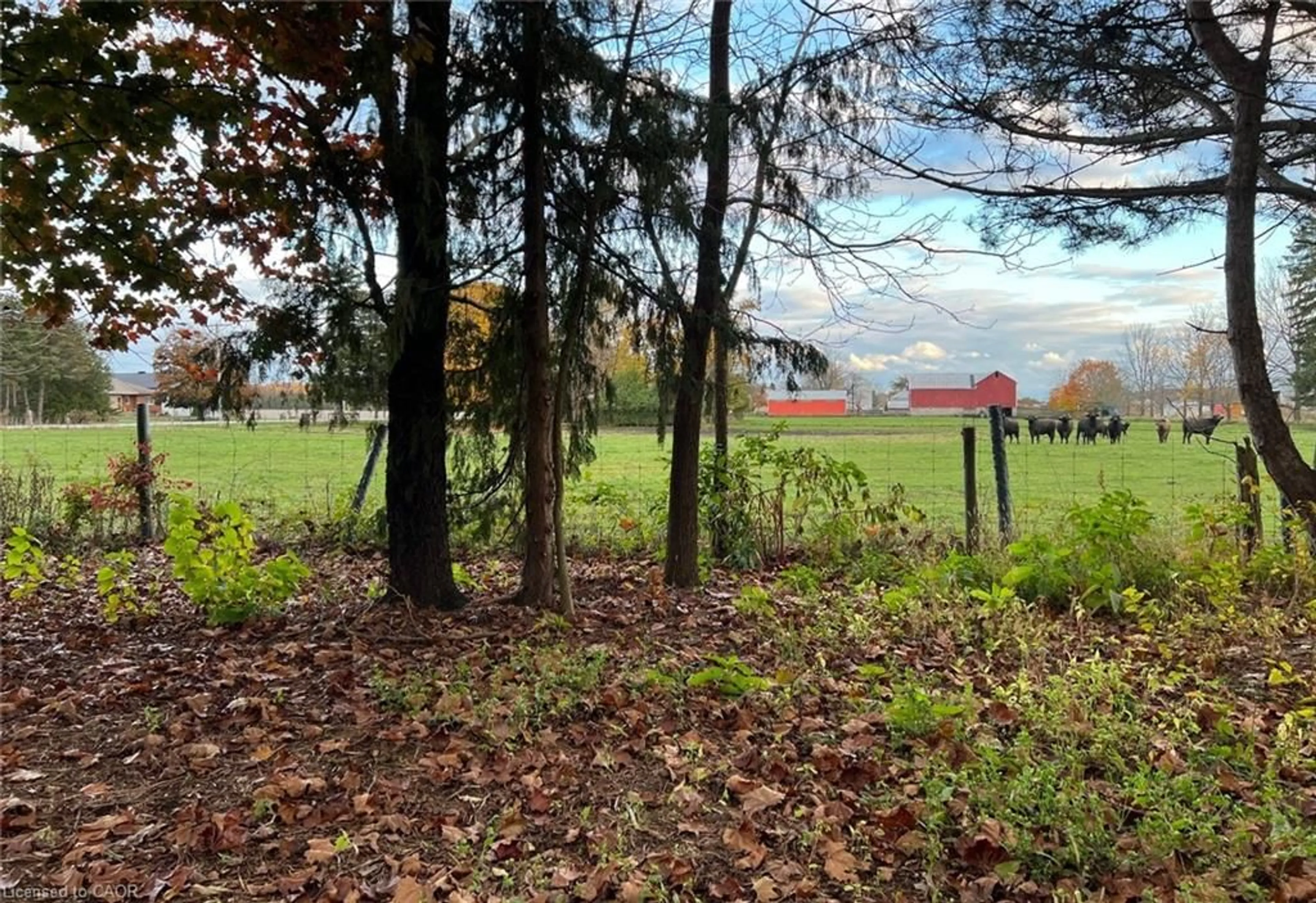 A pic from outside/outdoor area/front of a property/back of a property/a pic from drone, forest/trees view for 10767 Graham Rd, West Lorne Ontario N0L 2P0