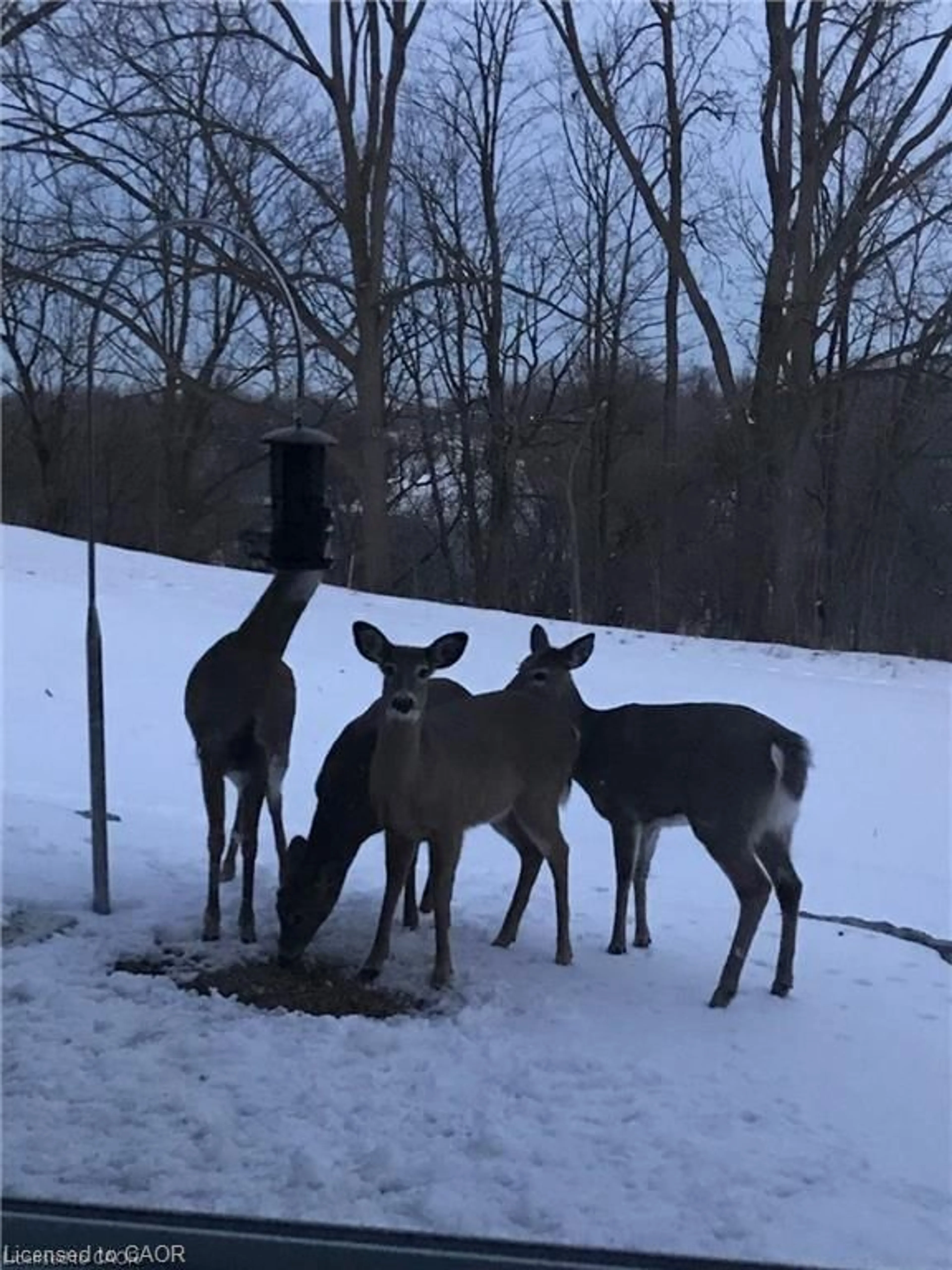 Unknown for 54 Roos St, Kitchener Ontario N2P 1H9