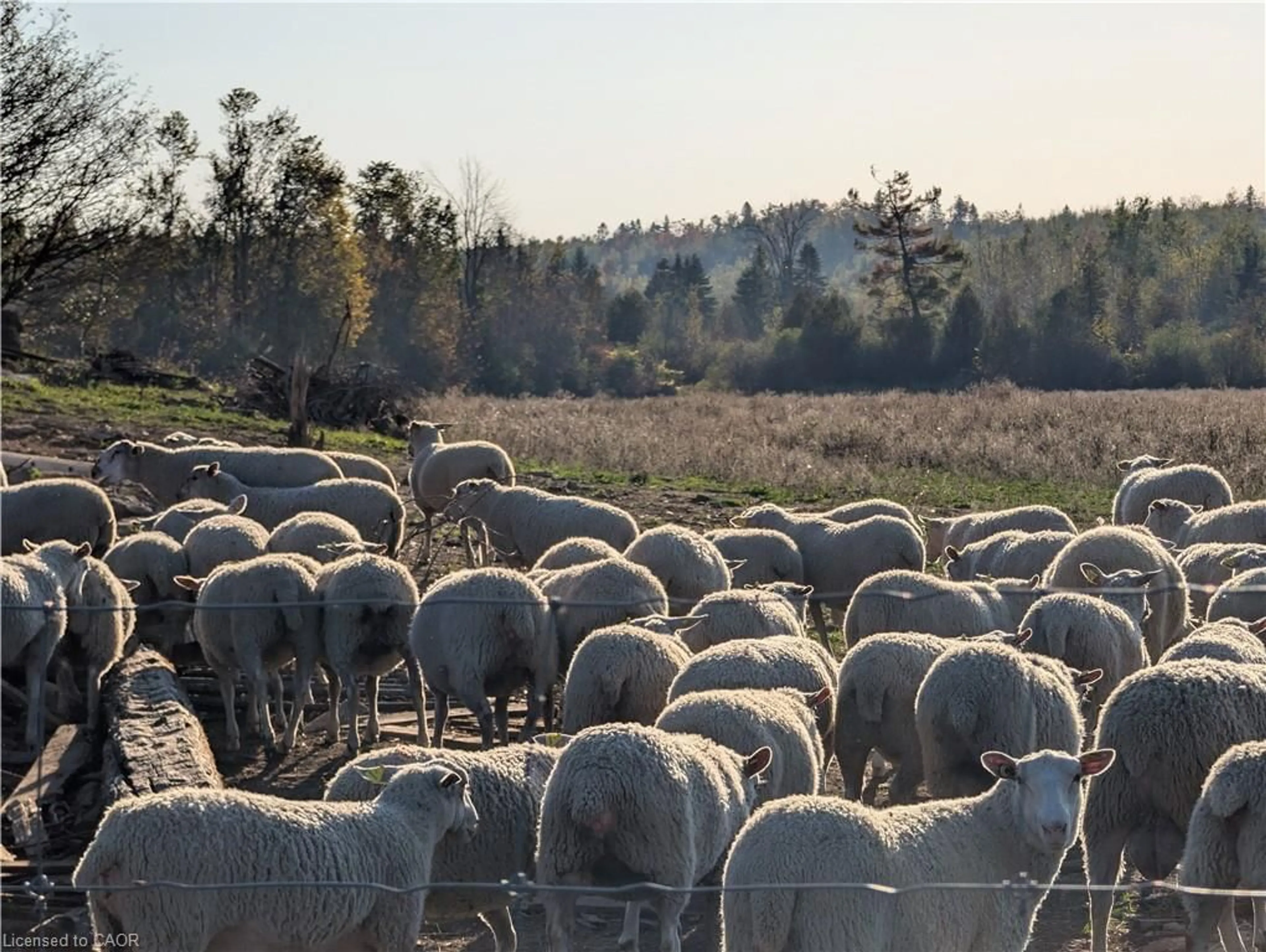 Blurry image for 229 Creek View Rd, Woodville Ontario K0M 2T0