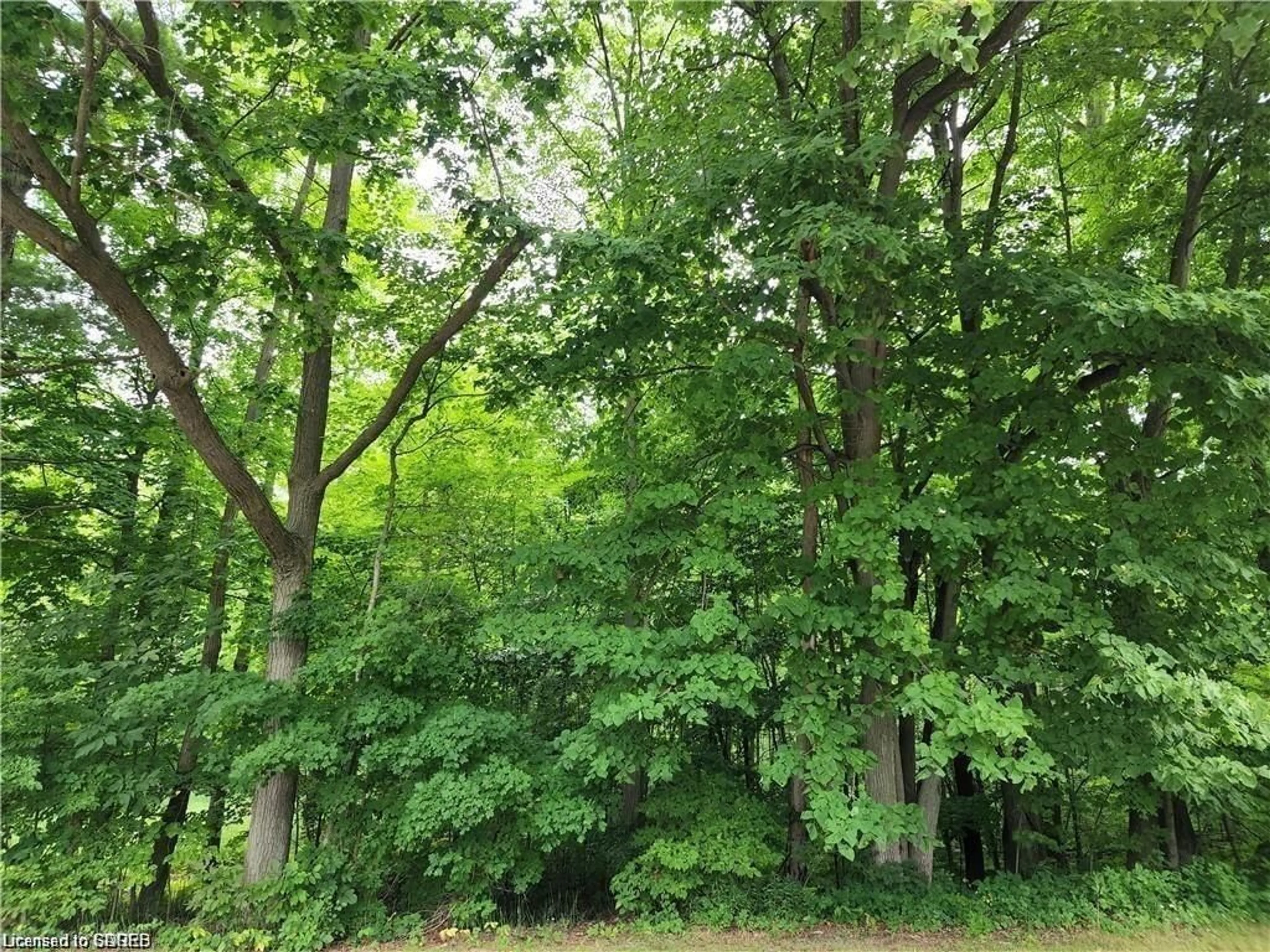 A pic from outside/outdoor area/front of a property/back of a property/a pic from drone, forest/trees view for PT LOT 20 7 Concession, Simcoe Ontario N3Y 4K1