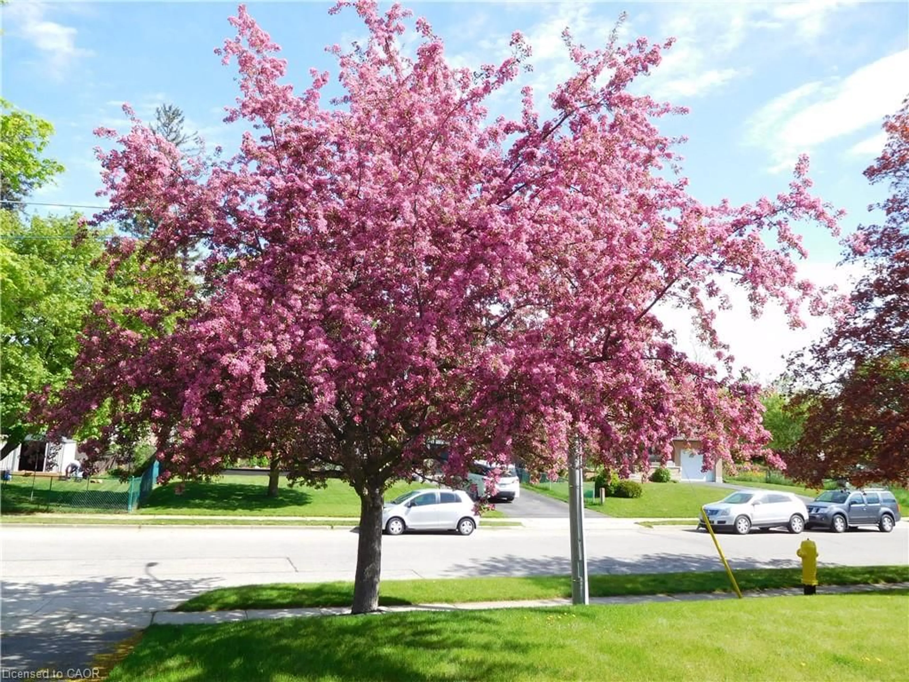 Blurry image for 1166 Homuth Ave, Cambridge Ontario N3H 2C7