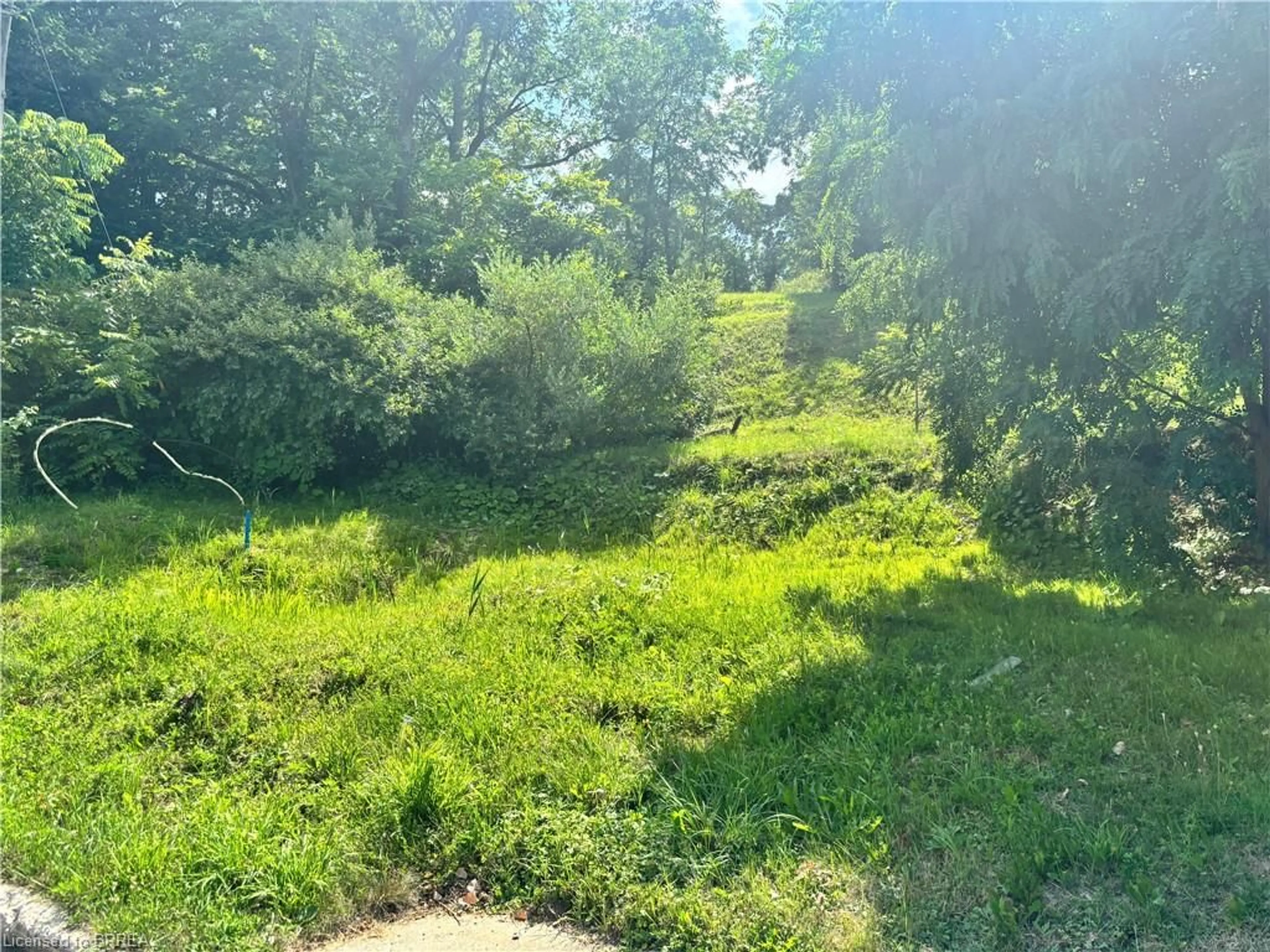 A pic from outside/outdoor area/front of a property/back of a property/a pic from drone, forest/trees view for 89 Dumfries St, Paris Ontario N3L 2E5