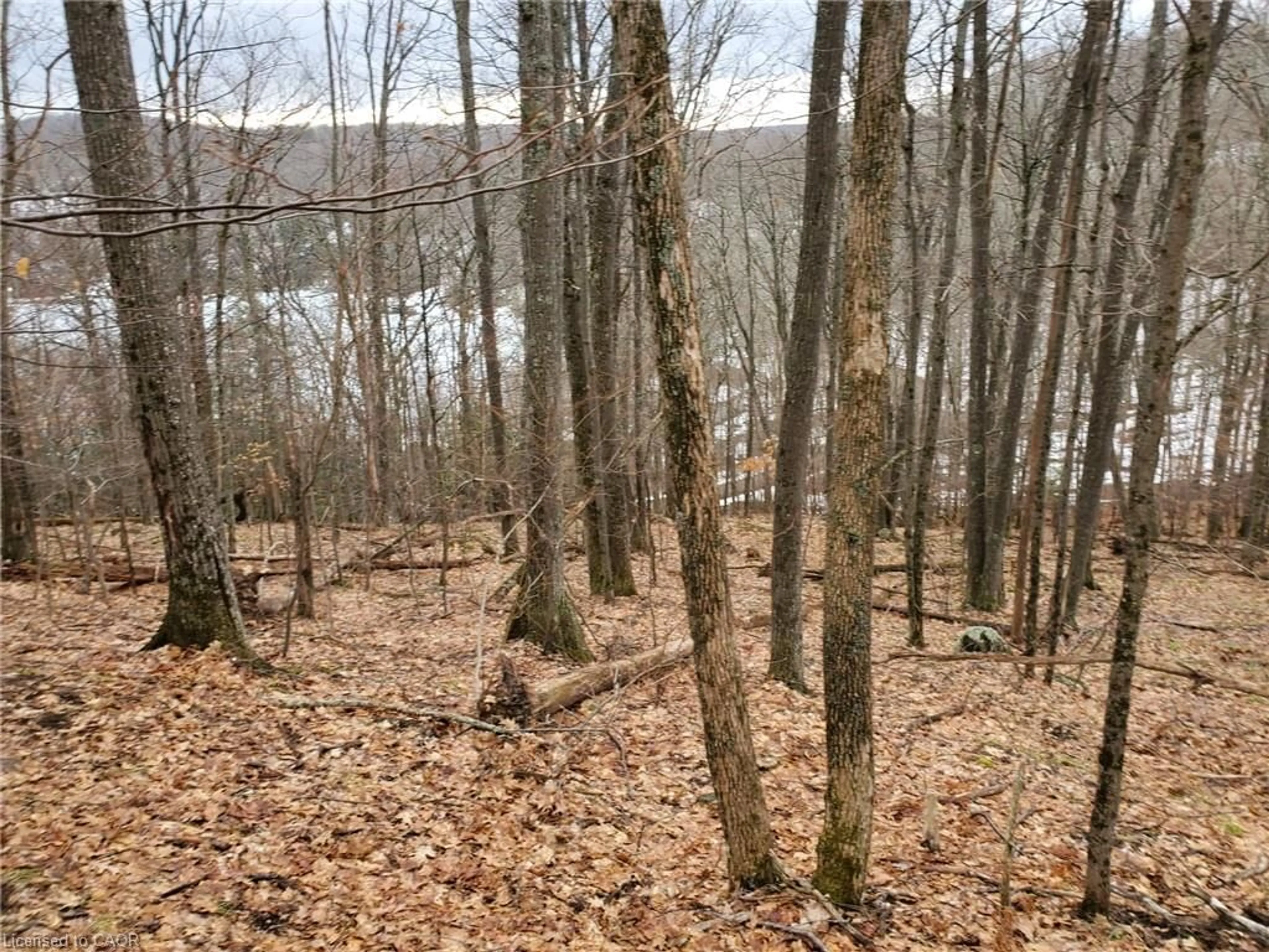 A pic from outside/outdoor area/front of a property/back of a property/a pic from drone, forest/trees view for 0 Echo Bay Rd, Dwight Ontario P0A 1H0