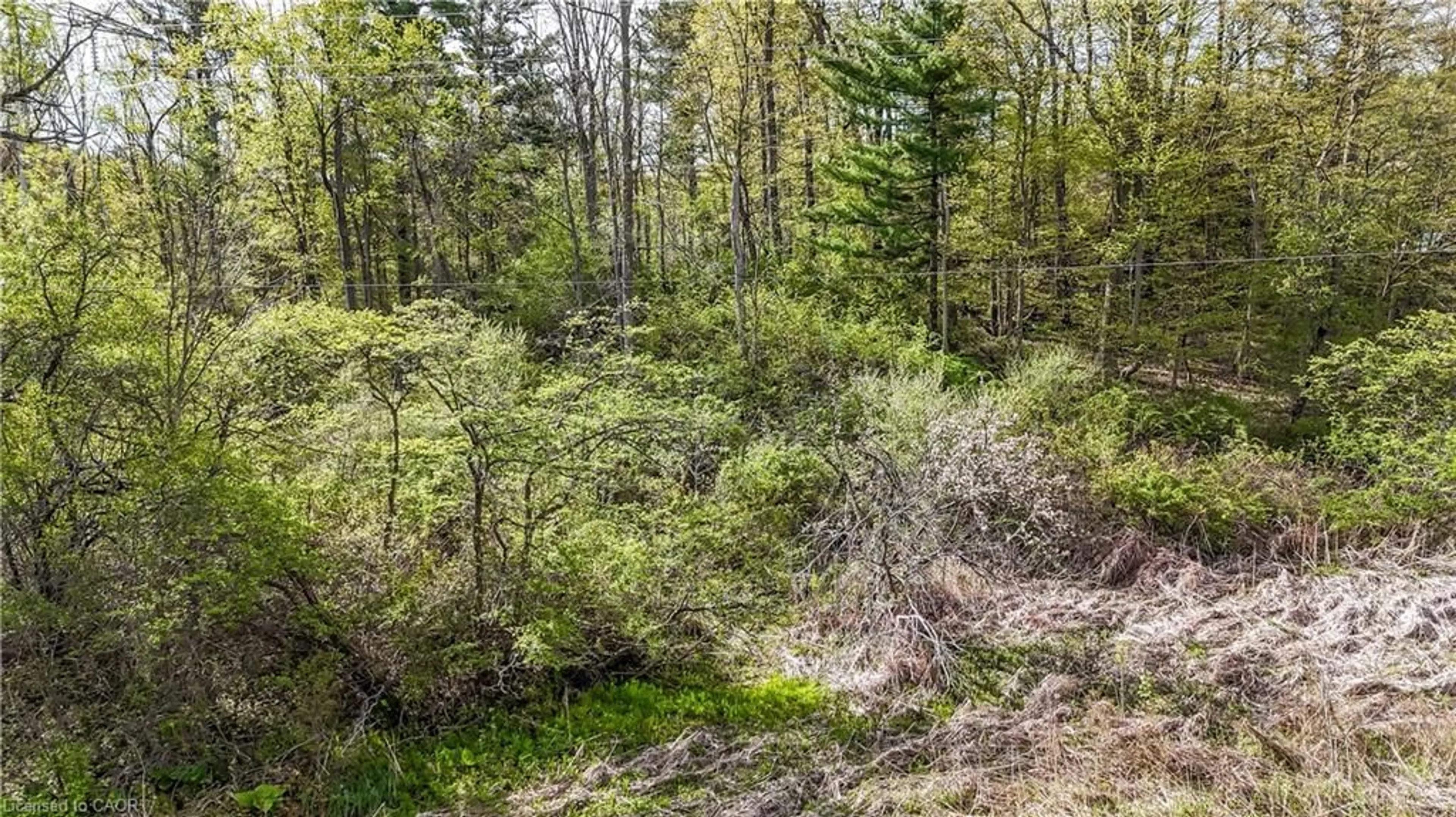 A pic from outside/outdoor area/front of a property/back of a property/a pic from drone, forest/trees view for 0 Mineral Springs Rd, Ancaster Ontario L9H 5E3