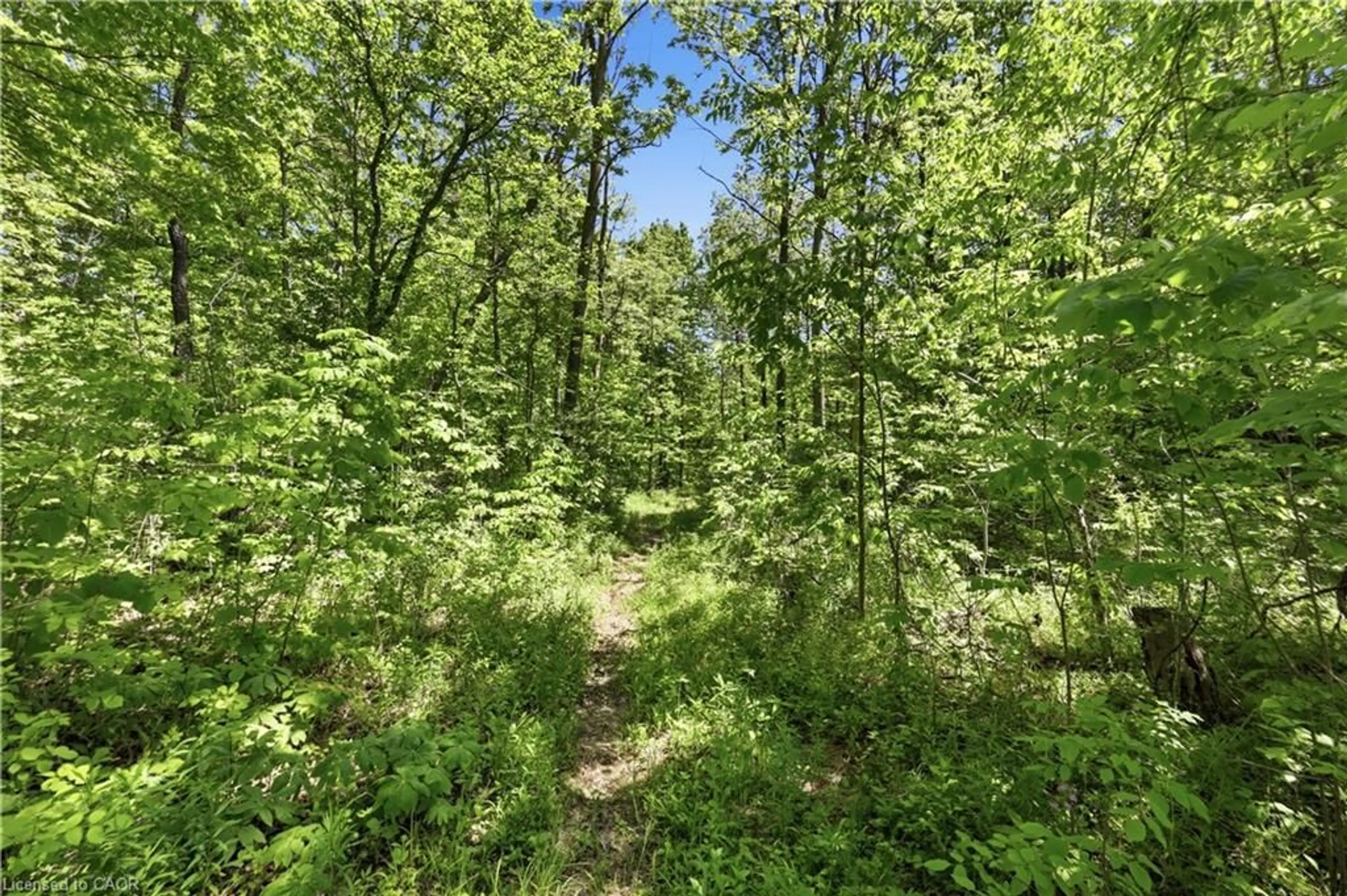 A pic from outside/outdoor area/front of a property/back of a property/a pic from drone, forest/trees view for 19 Baptist Church Rd, Brantford Ontario N3T 5L4