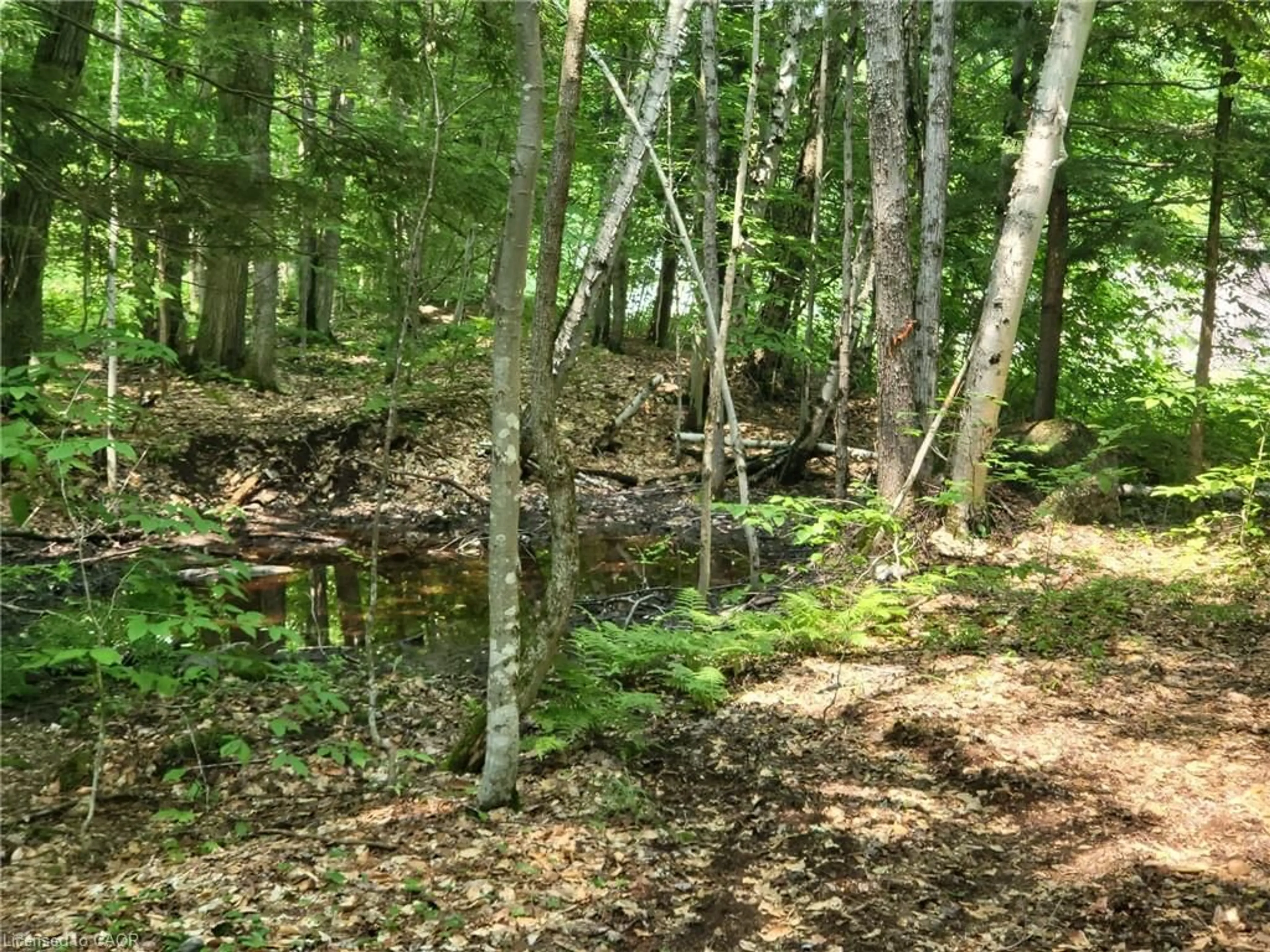 Blurry image for 1101 Barlochan Rd, Torrance Ontario P0C 1M0