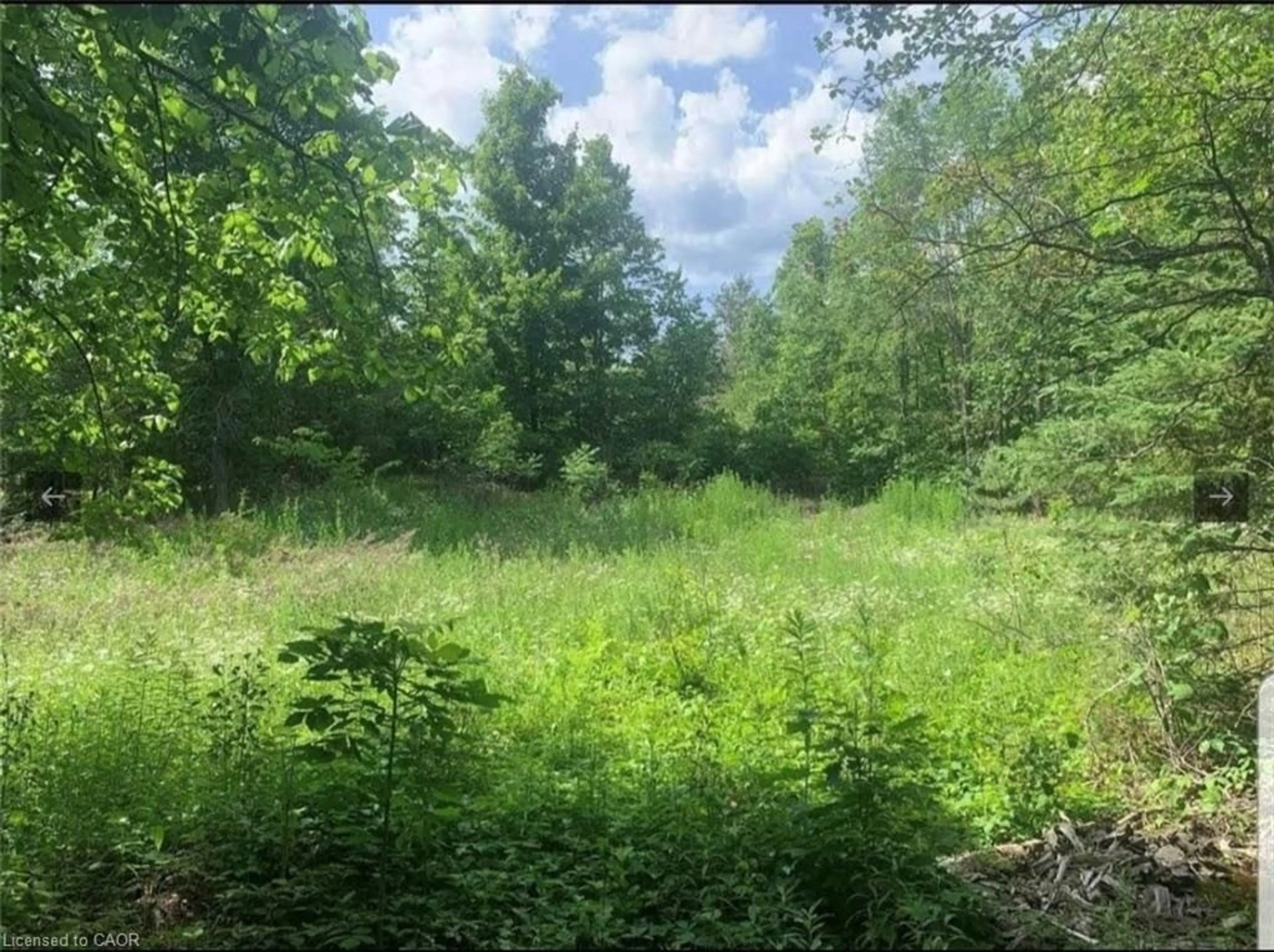 A pic from outside/outdoor area/front of a property/back of a property/a pic from drone, forest/trees view for LOT 12 Suter Dr, Kawartha Lakes Ontario K0M 1B0