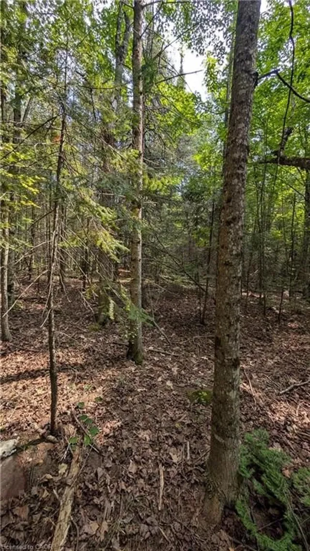LOT 1 ON-17 Trans Canada Hwy, Plummer Additional 5