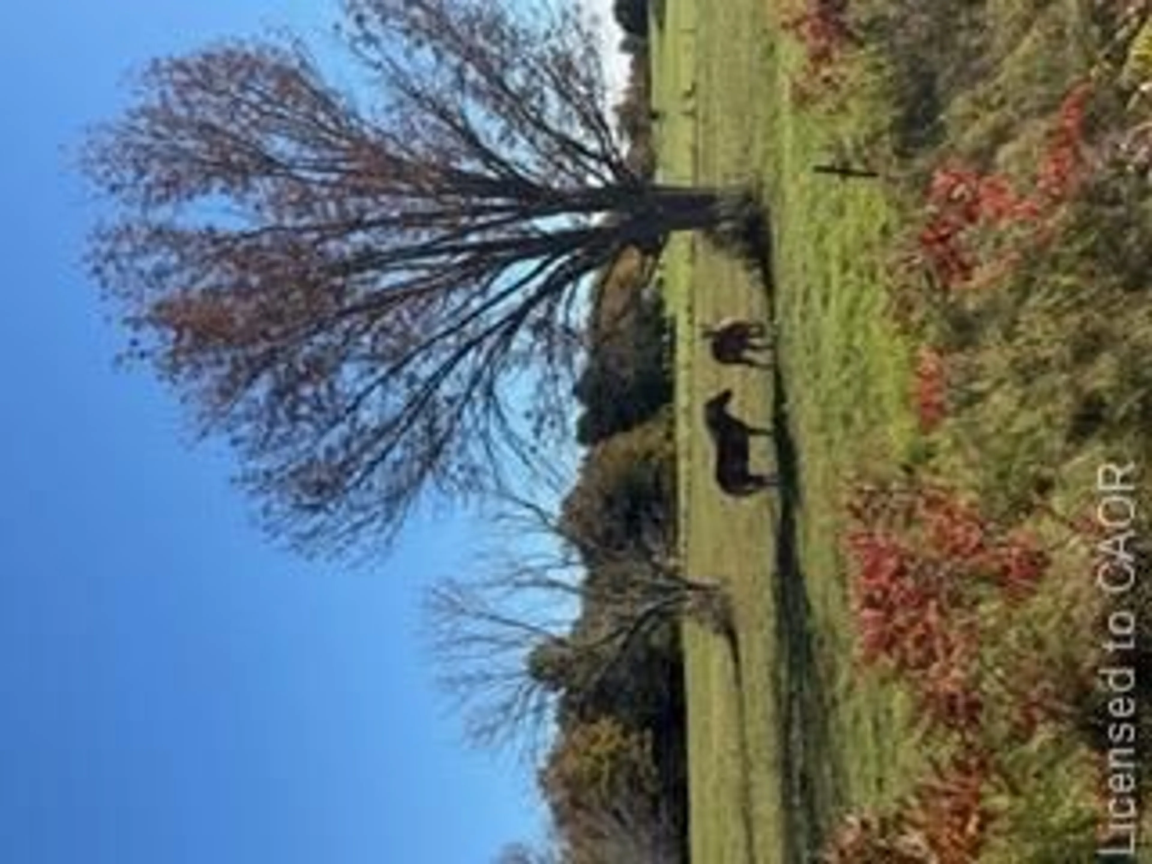A pic from outside/outdoor area/front of a property/back of a property/a pic from drone, forest/trees view for 502054 Grey Rd 1 Rd #999, Georgian Bluffs Ontario N0H 2T0