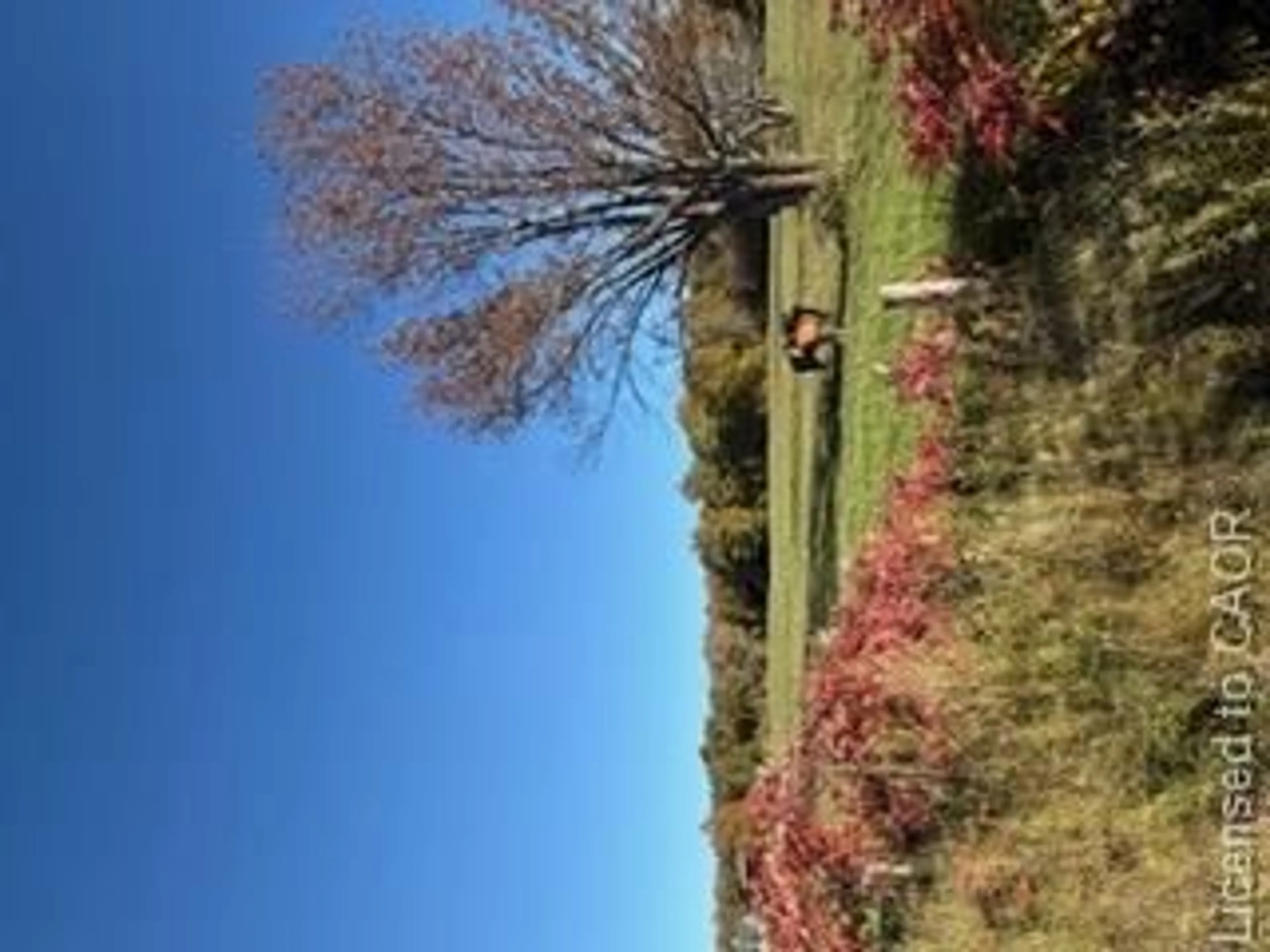 A pic from outside/outdoor area/front of a property/back of a property/a pic from drone, forest/trees view for 502054 Grey Rd 1 Rd #999, Georgian Bluffs Ontario N0H 2T0
