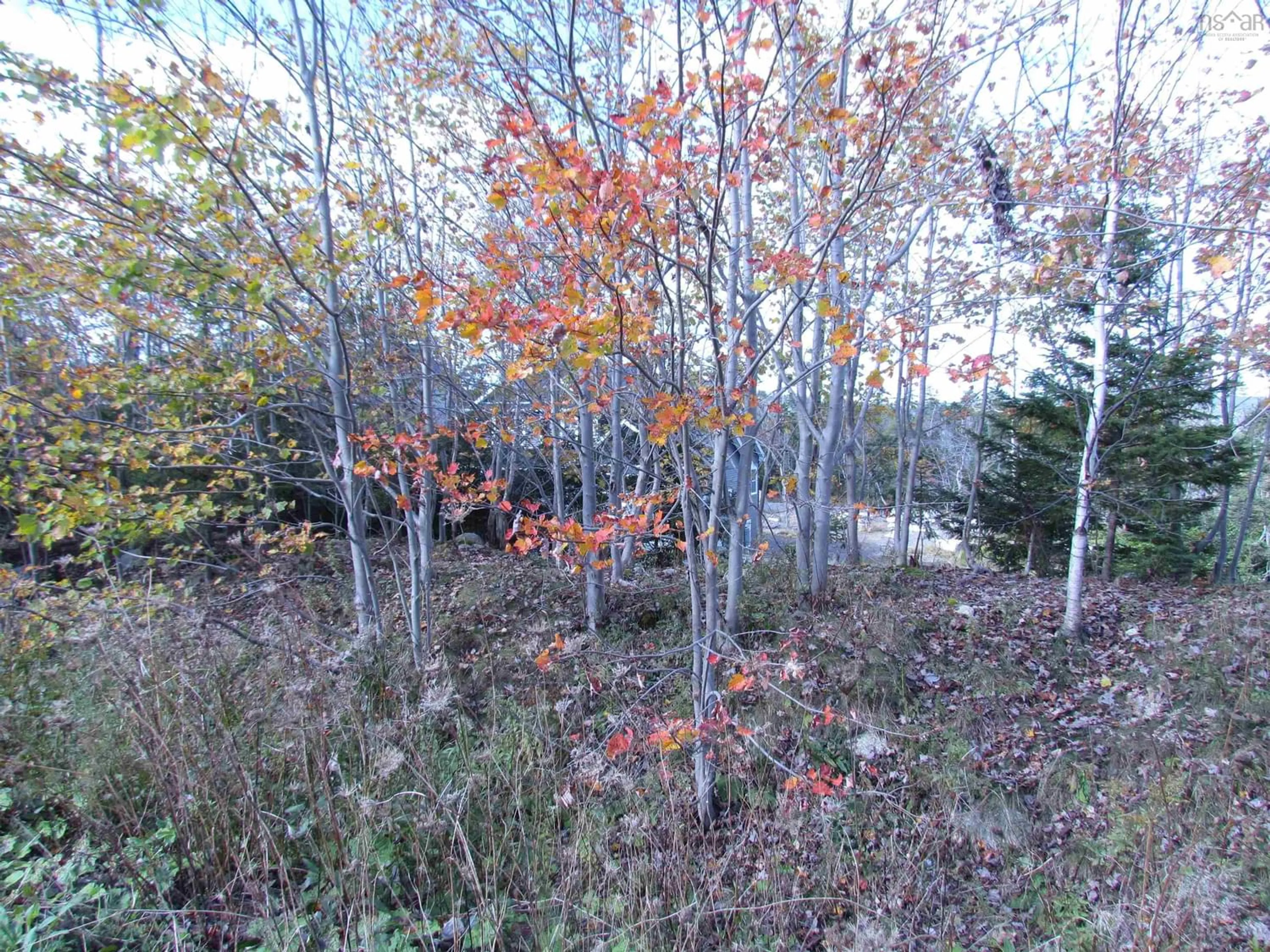 Forest view for 523 Westwood Blvd, Upper Tantallon Nova Scotia B3Z 4K2