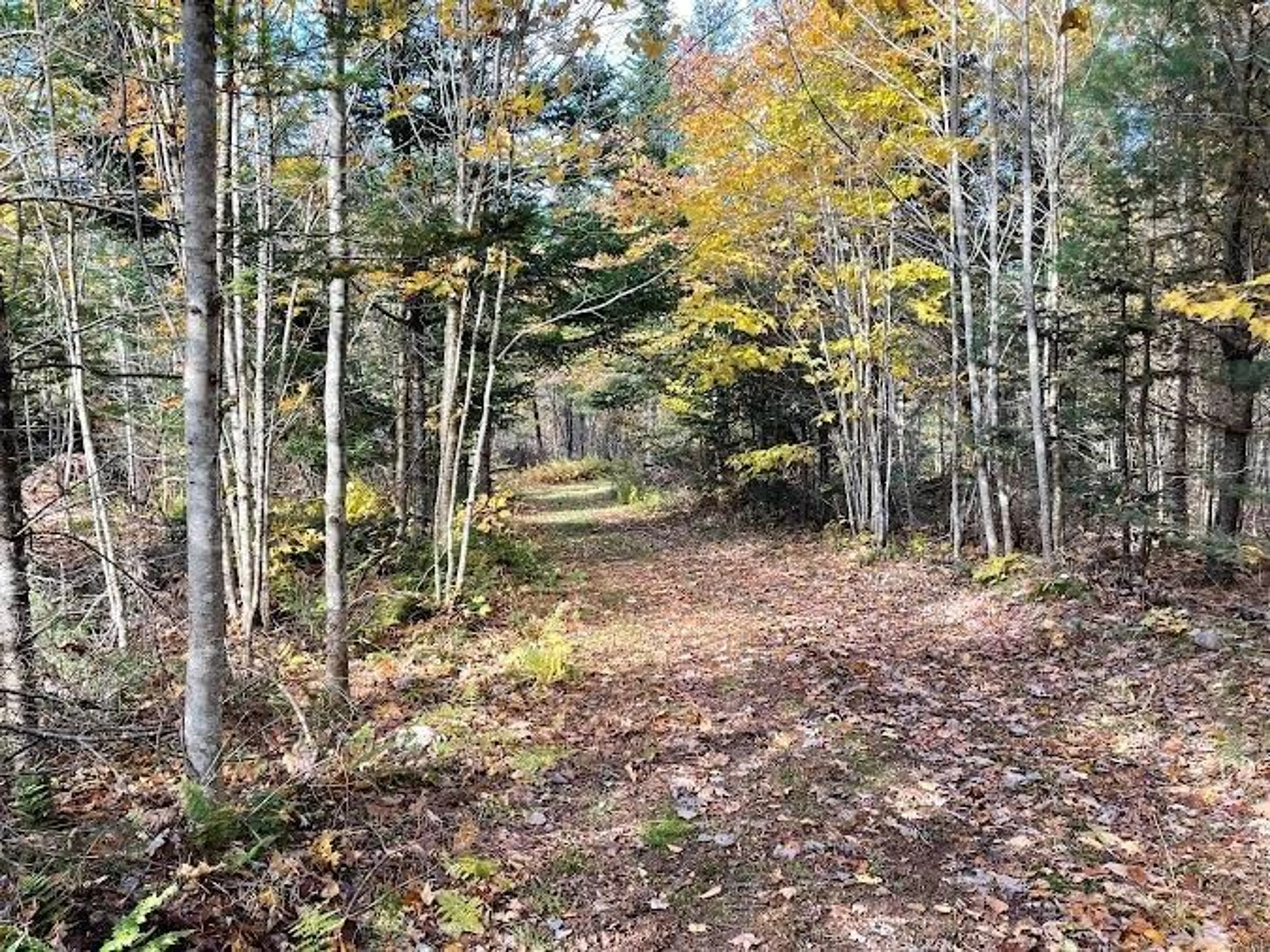 A pic from exterior of the house or condo, forest for Cove Rd, Watervale Nova Scotia B0K 1P0