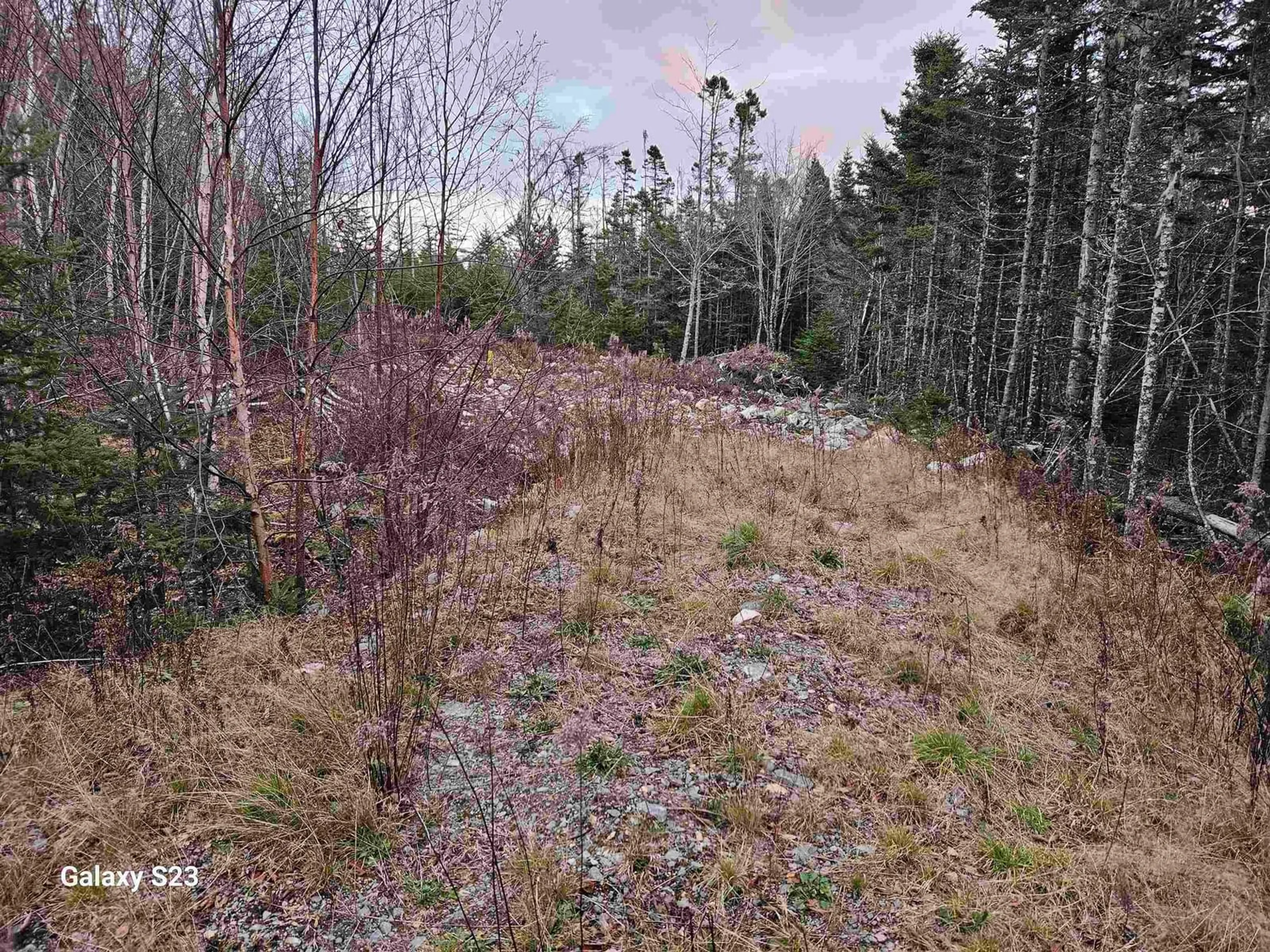 A pic from outside/outdoor area/front of a property/back of a property/a pic from drone, forest/trees view for 165 Ostrea Lake Rd, Musquodoboit Harbour Nova Scotia B2Z 1E9