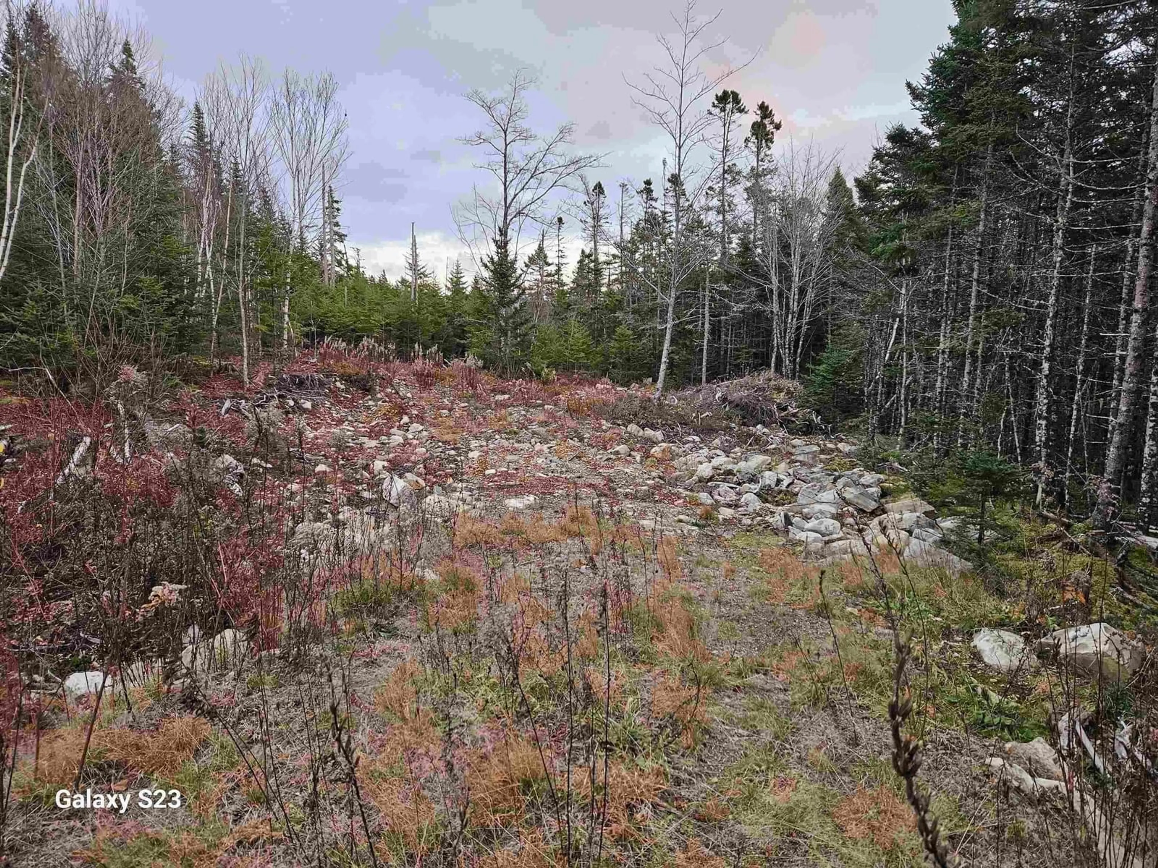 A pic from outside/outdoor area/front of a property/back of a property/a pic from drone, forest/trees view for 165 Ostrea Lake Rd, Musquodoboit Harbour Nova Scotia B2Z 1E9