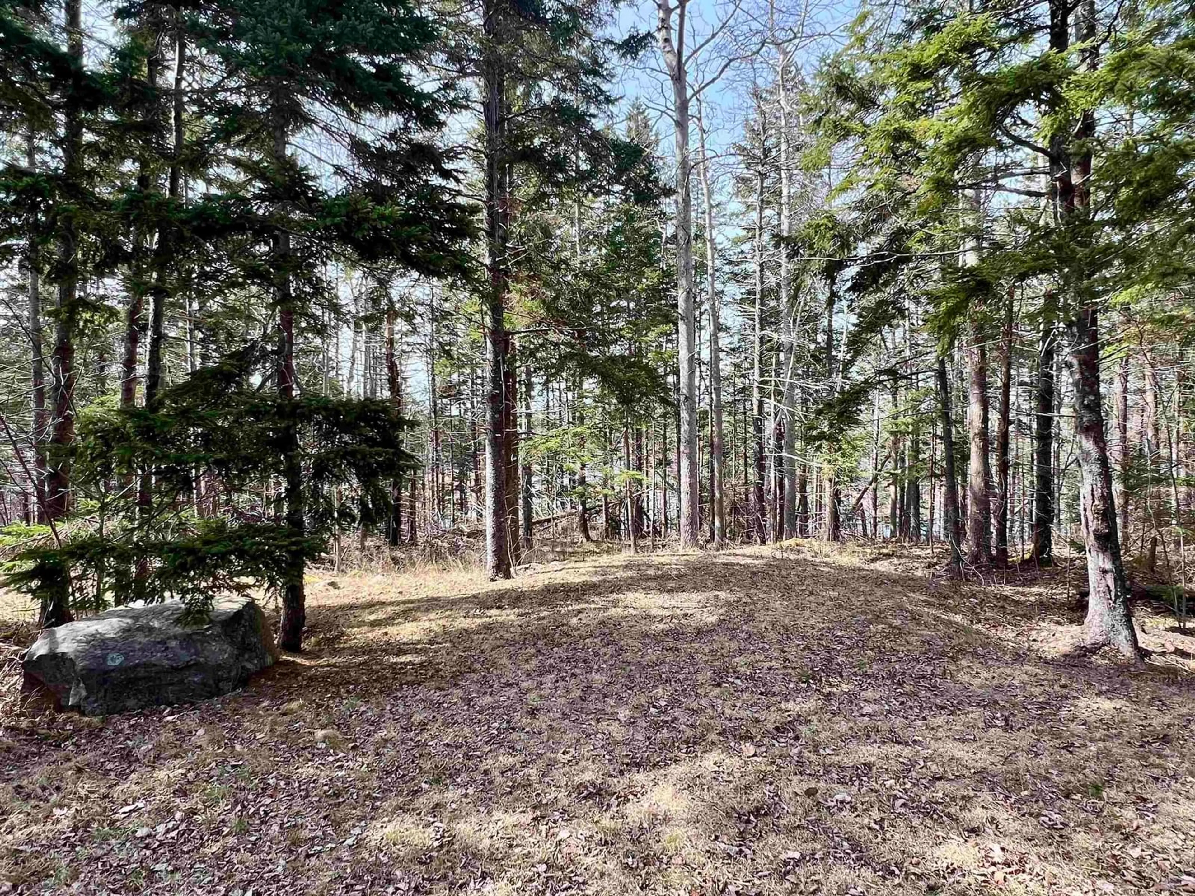 A pic from outside/outdoor area/front of a property/back of a property/a pic from drone, forest/trees view for Old Mulgrave Rd, Monastery Nova Scotia B0H 1W0