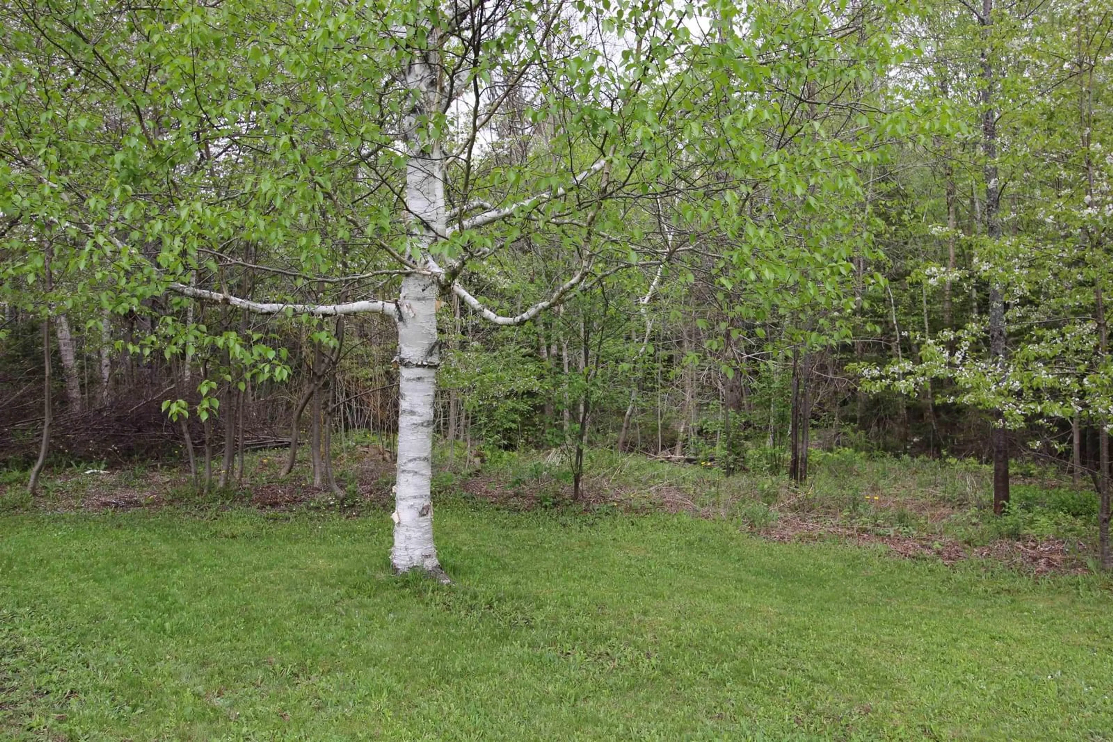 Patio, forest/trees view for 1291 Mcnally Rd, Morden Nova Scotia B0P 1C0