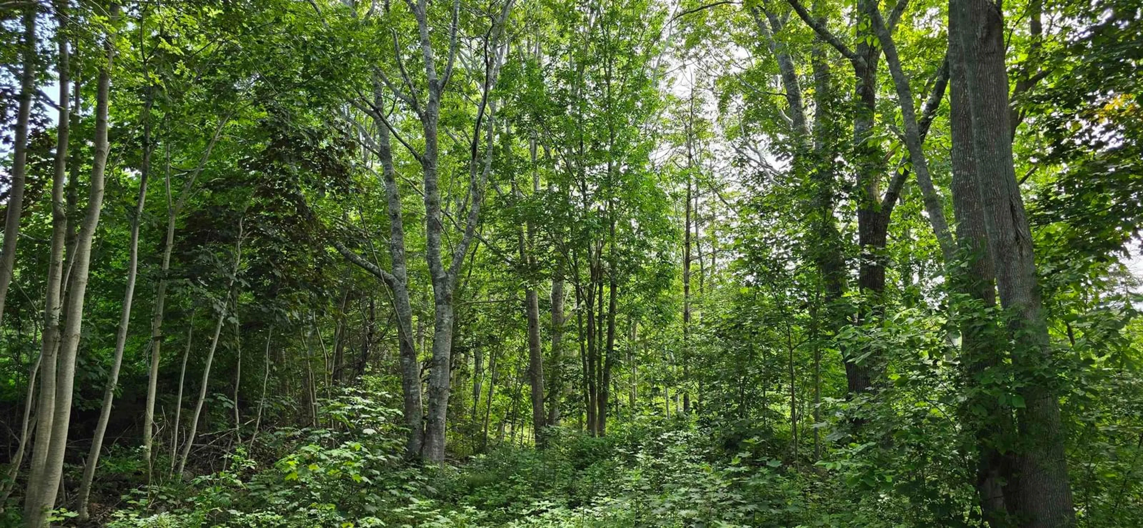 Blurry image for 58 Long Cove Rd, Port Medway Nova Scotia B0J 2T0