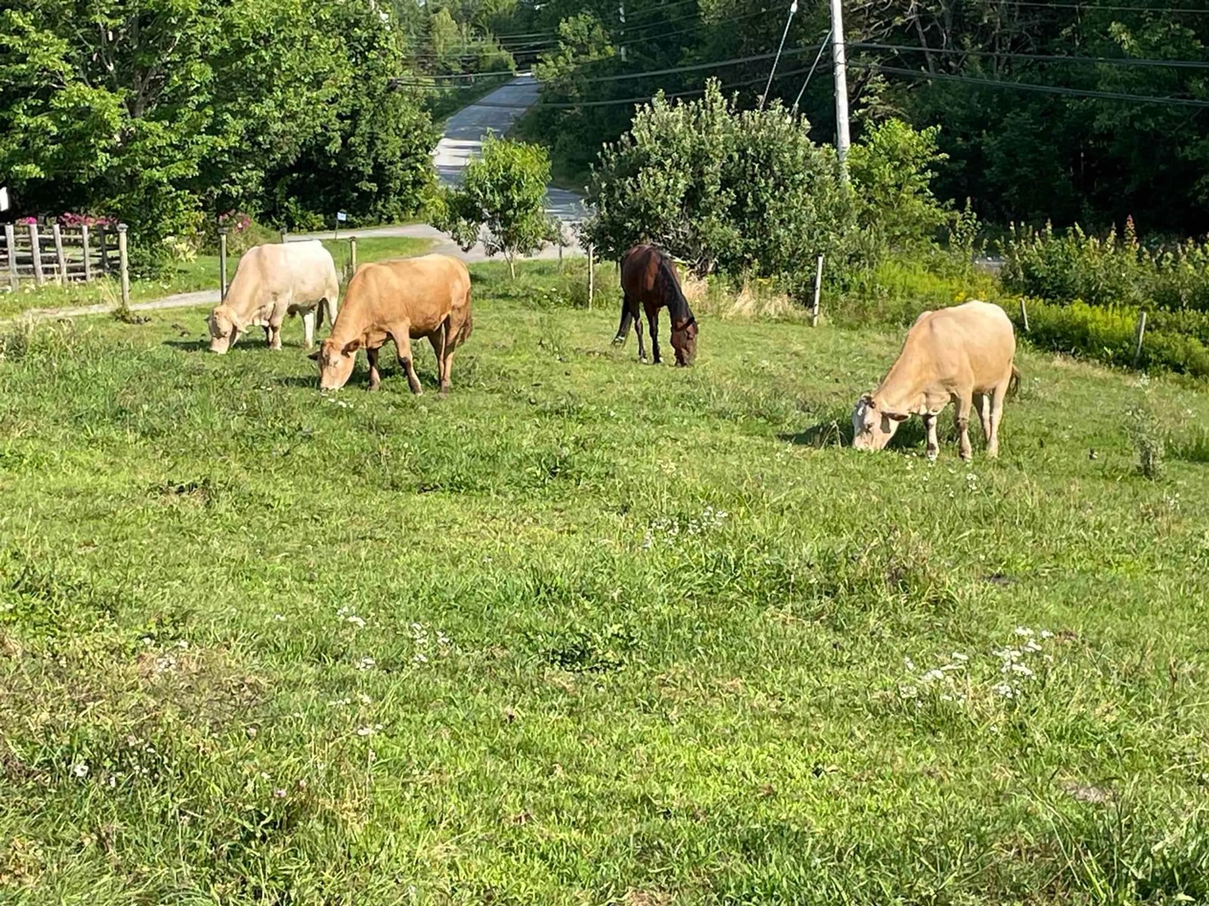 A pic from outside/outdoor area/front of a property/back of a property/a pic from drone, street for 550 Lower Branch Rd, Lower Branch Nova Scotia B4V 4M1