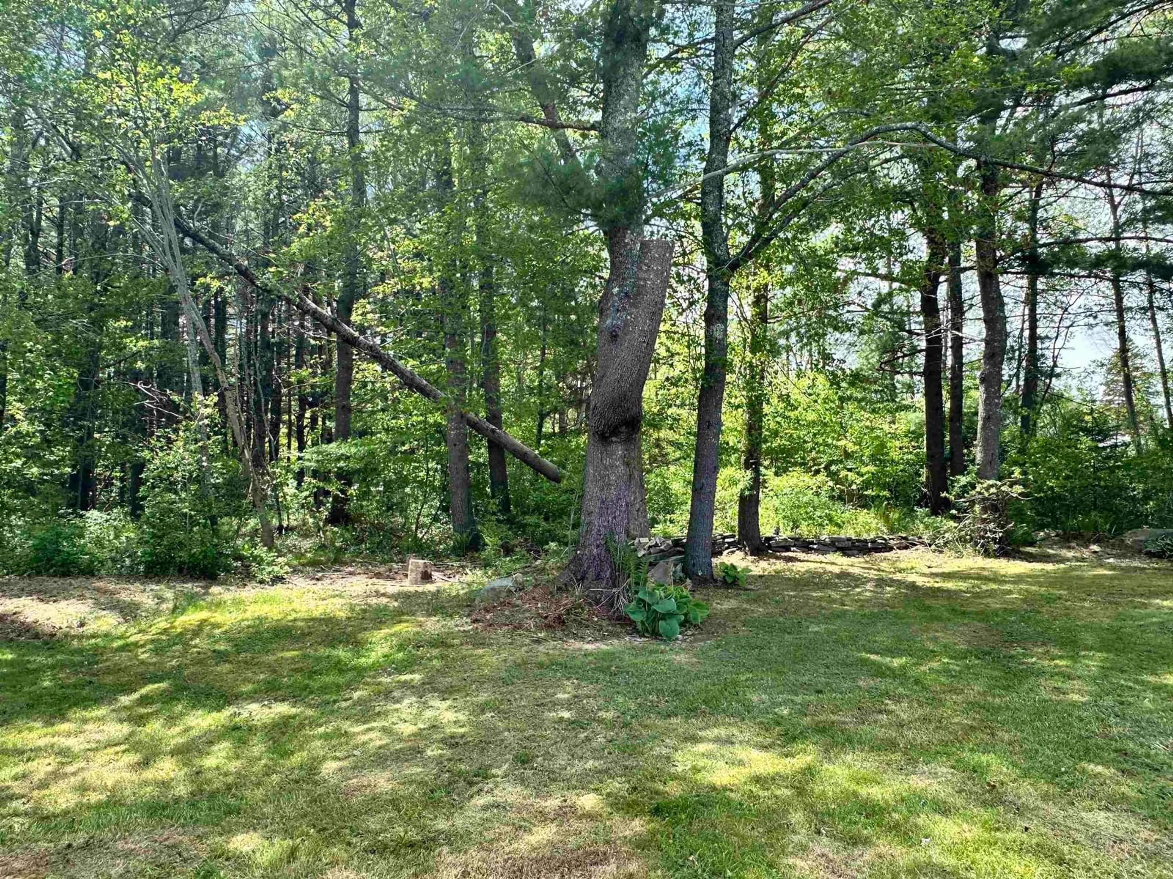 A pic from outside/outdoor area/front of a property/back of a property/a pic from drone, forest/trees view for 83 Glenwood St, Milton Nova Scotia B0T 1P0