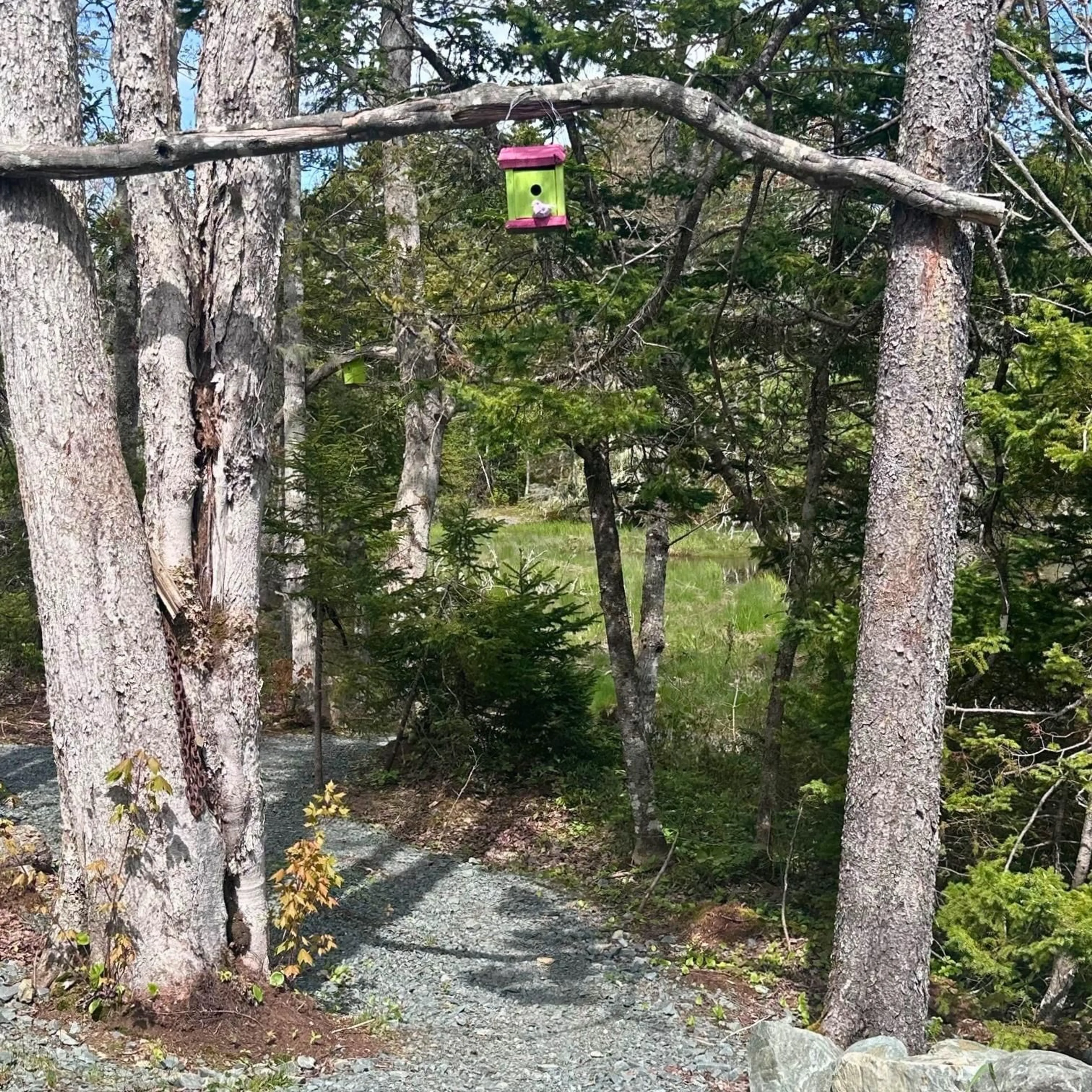 A pic from outside/outdoor area/front of a property/back of a property/a pic from drone, forest/trees view for 8630 Highway 331, Voglers Cove Nova Scotia B0J 2H0