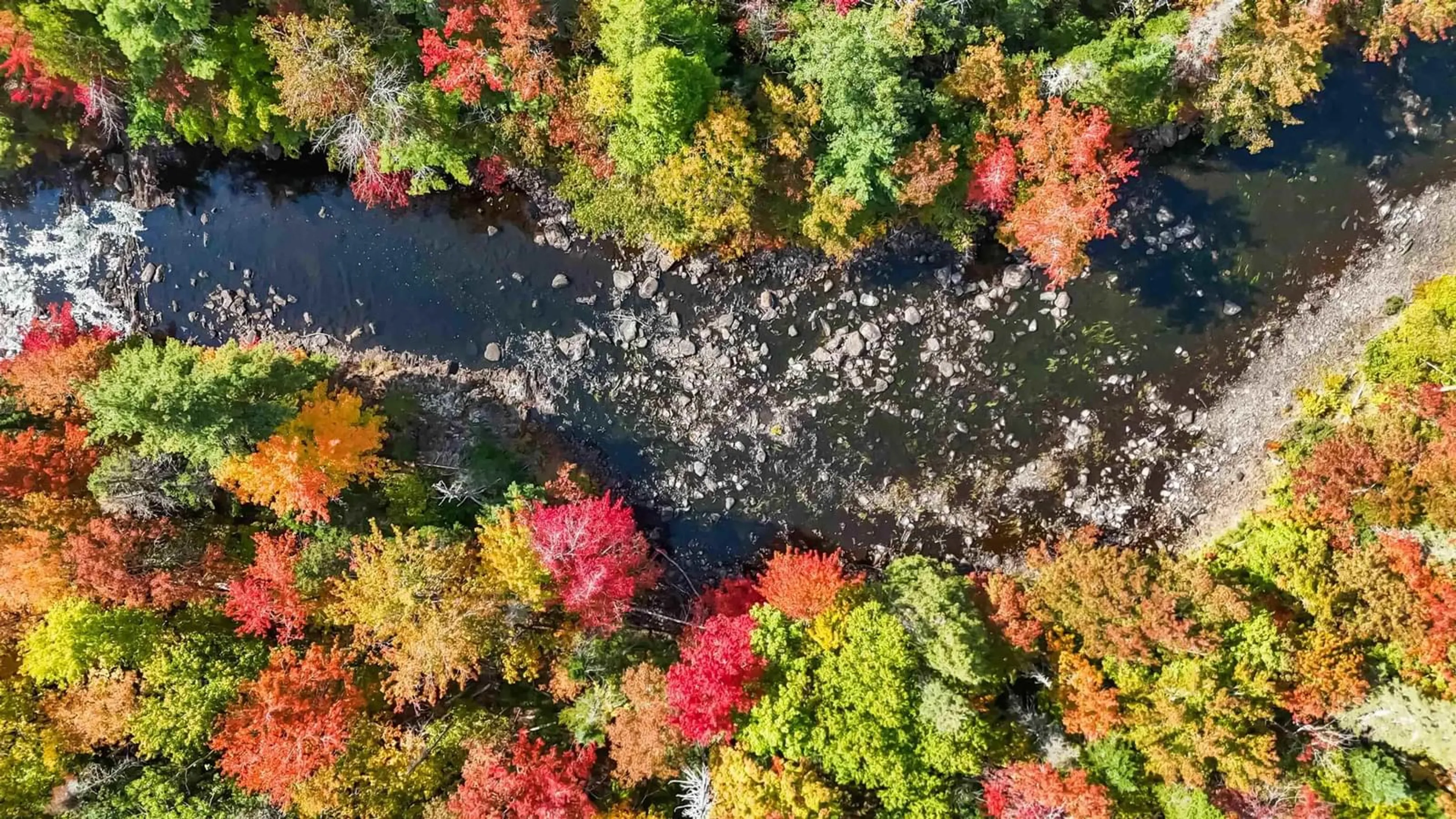 A pic from outside/outdoor area/front of a property/back of a property/a pic from drone, forest/trees view for 1673 Newburne Rd, Newburne Nova Scotia B0R 1A0