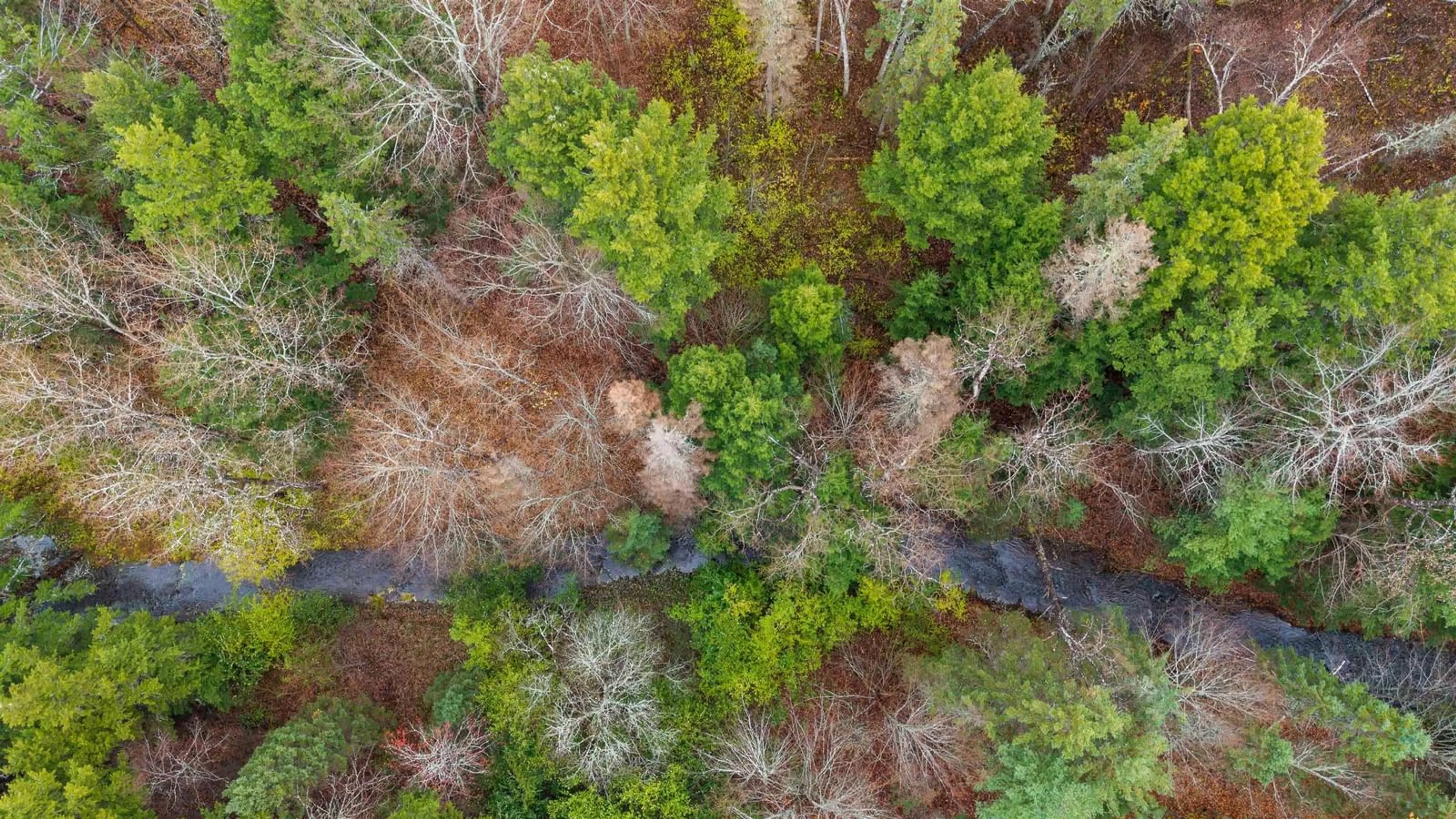 A pic from outside/outdoor area/front of a property/back of a property/a pic from drone, forest/trees view for 2510 Picken St, Westville Nova Scotia B0K 2A0