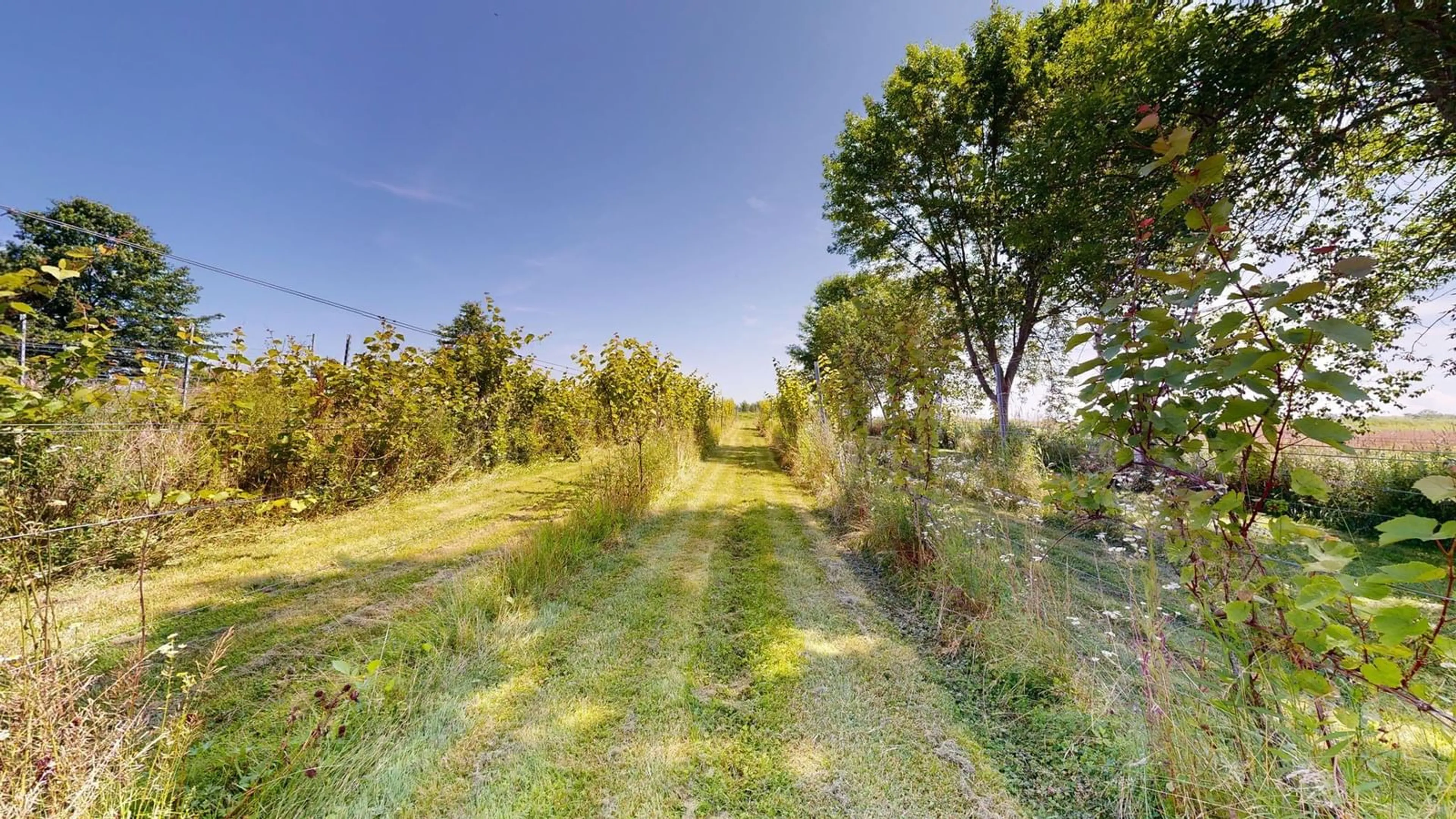 A pic from outside/outdoor area/front of a property/back of a property/a pic from drone, forest/trees view for 115 Magee Rd, Port Williams Nova Scotia B0P 1T0