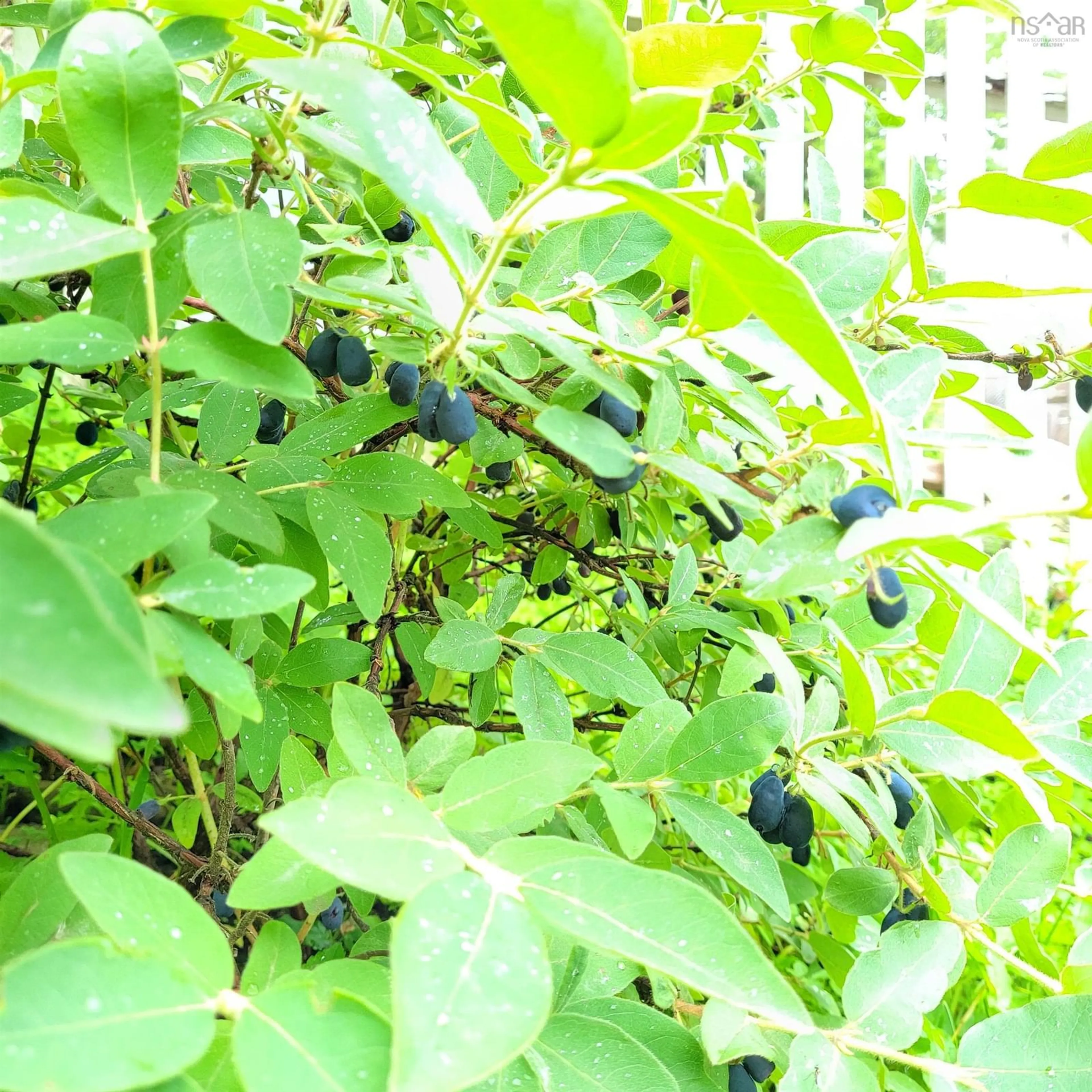 Blurry image for 52 Regal Rd, Dartmouth Nova Scotia B2W 4H6