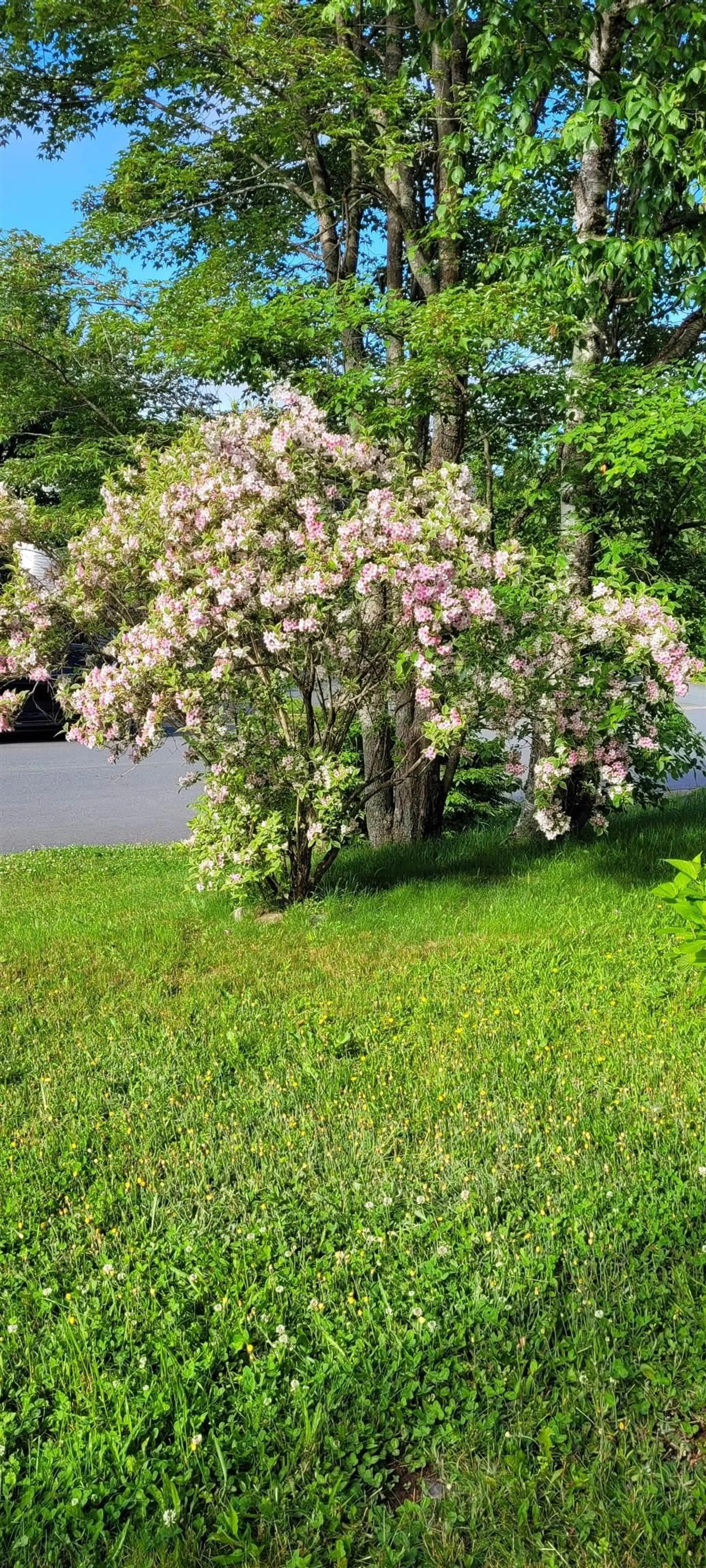 Unknown for 52 Regal Rd, Dartmouth Nova Scotia B2W 4H6