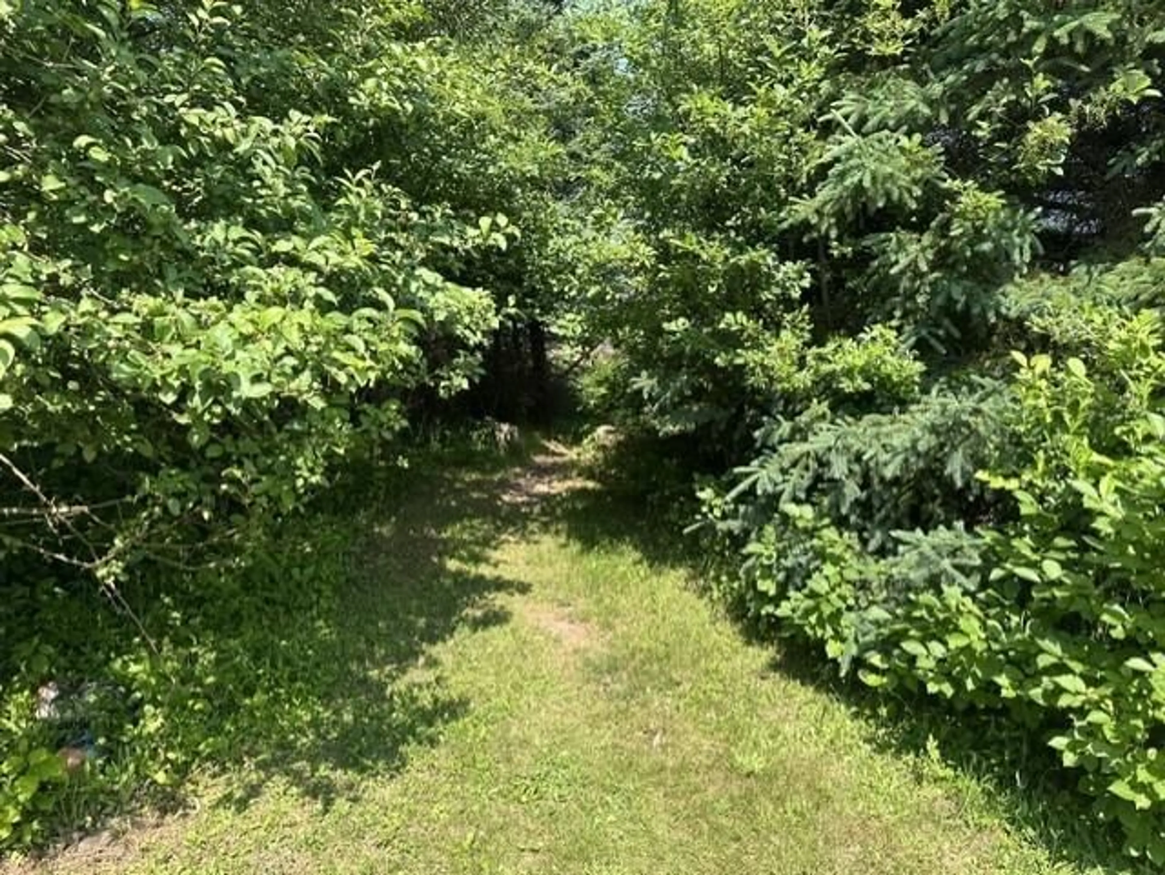 A pic from outside/outdoor area/front of a property/back of a property/a pic from drone, forest/trees view for 224 Saltspray Lane, Caribou River Nova Scotia B0K 1H0