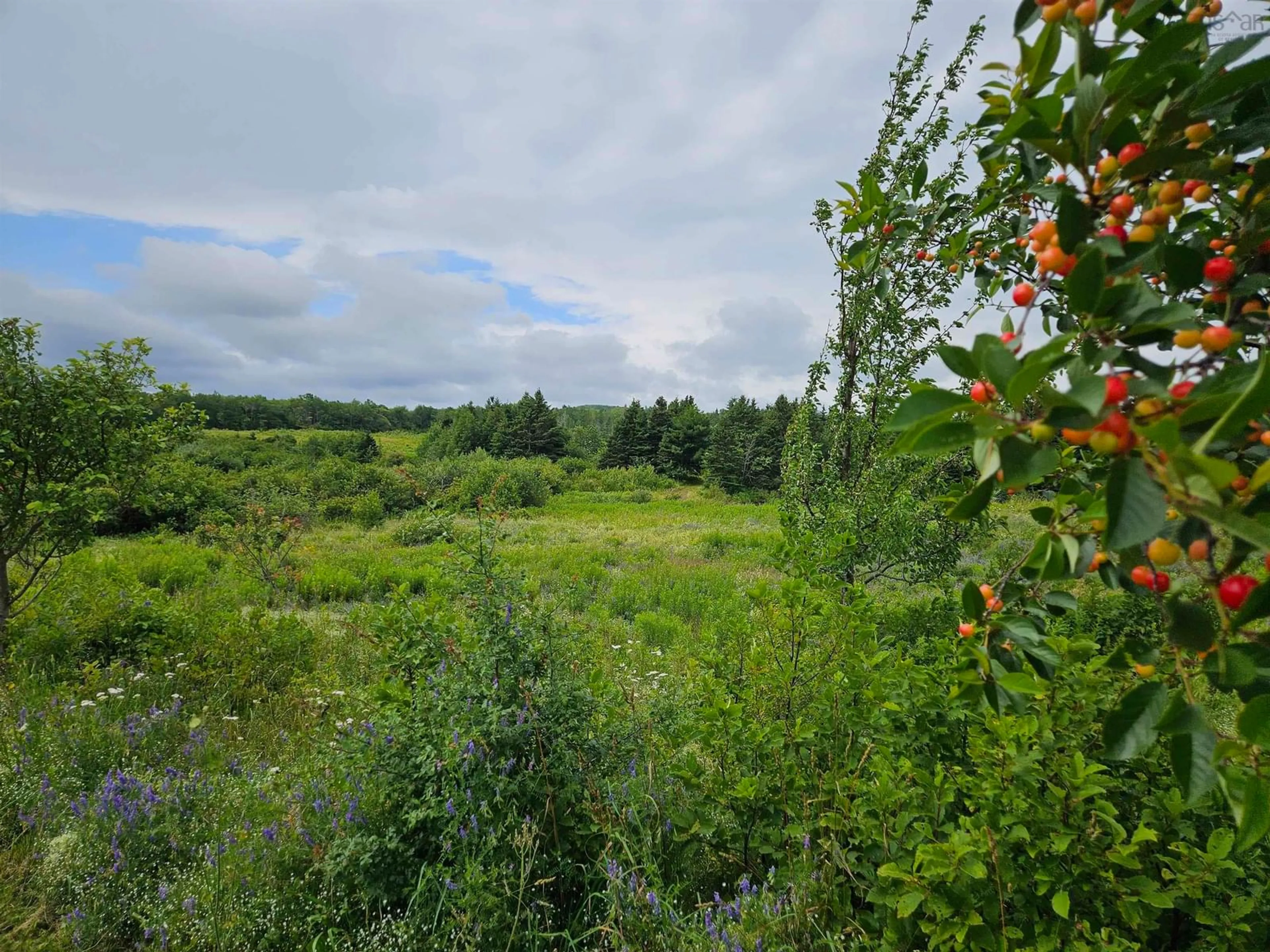 A pic from outside/outdoor area/front of a property/back of a property/a pic from drone, forest/trees view for 1807 Highway 326, East Earltown Nova Scotia B0K 1V0