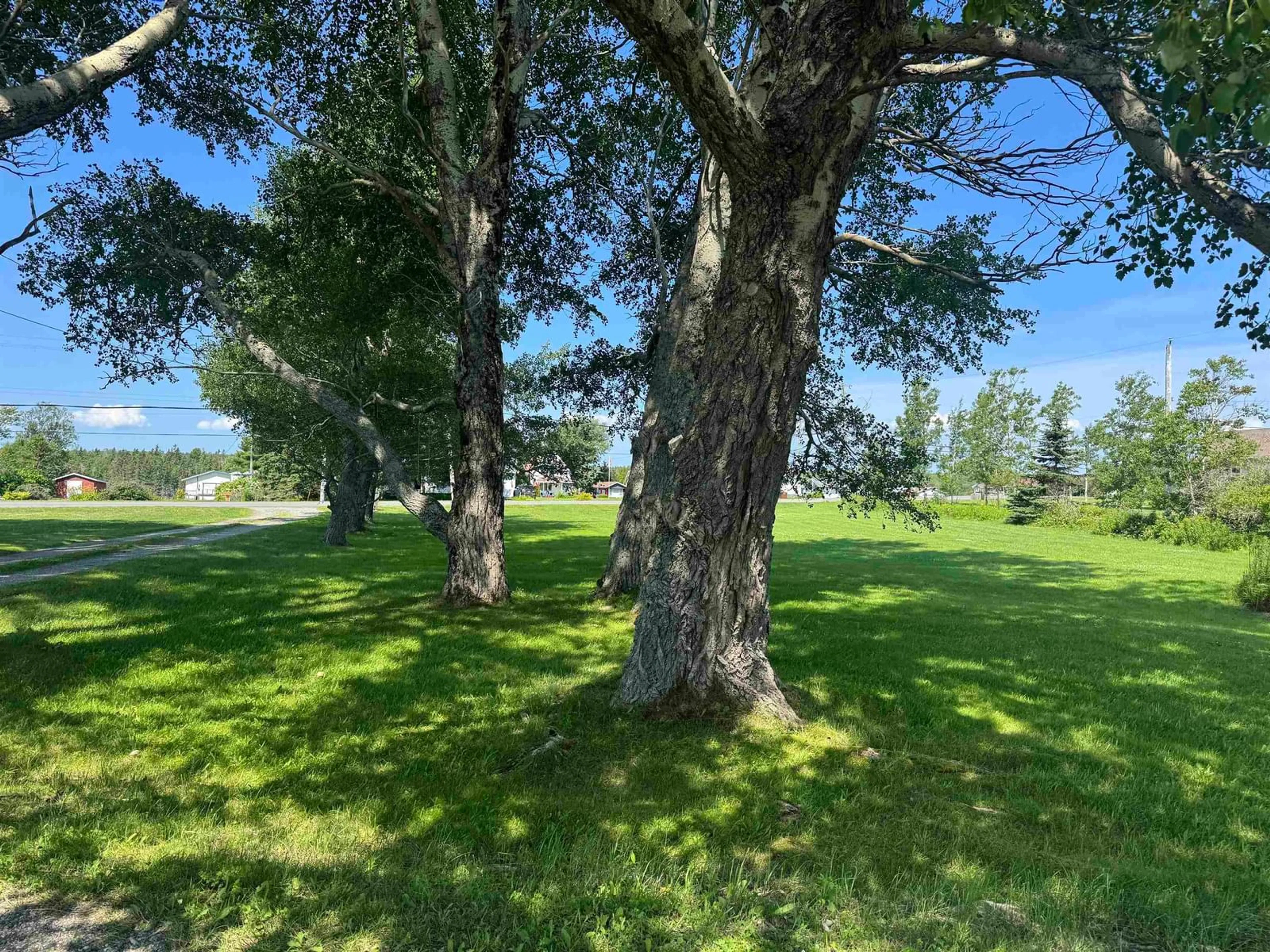 A pic from outside/outdoor area/front of a property/back of a property/a pic from drone, forest/trees view for 776 Alder Point Rd, Alder Point Nova Scotia B1Y 1A9