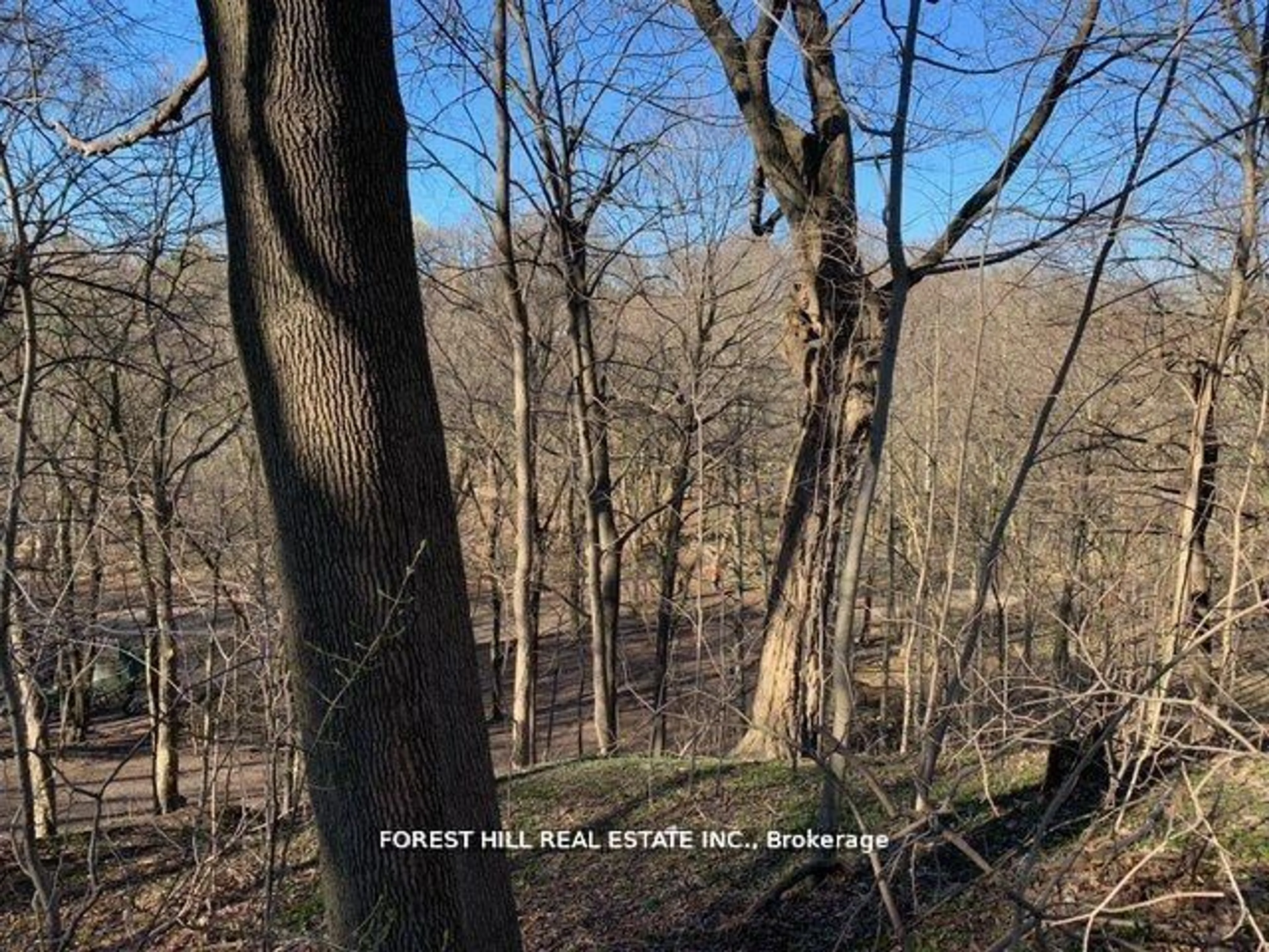 A pic from outside/outdoor area/front of a property/back of a property/a pic from drone, forest/trees view for 132 Blythwood Rd, Toronto Ontario M4N 1A4
