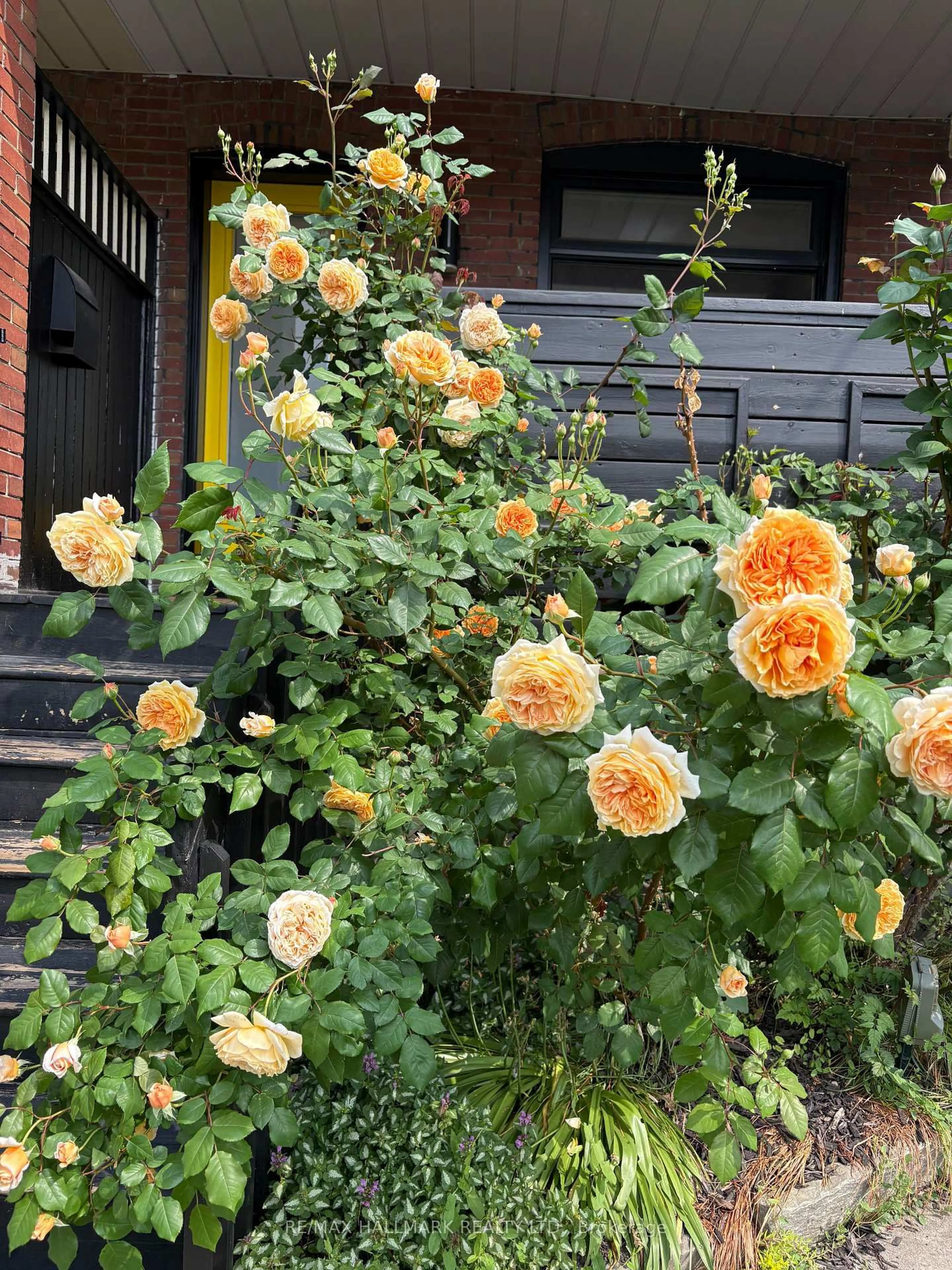 Patio, street for 64 Chatham Ave, Toronto Ontario M4J 1K6