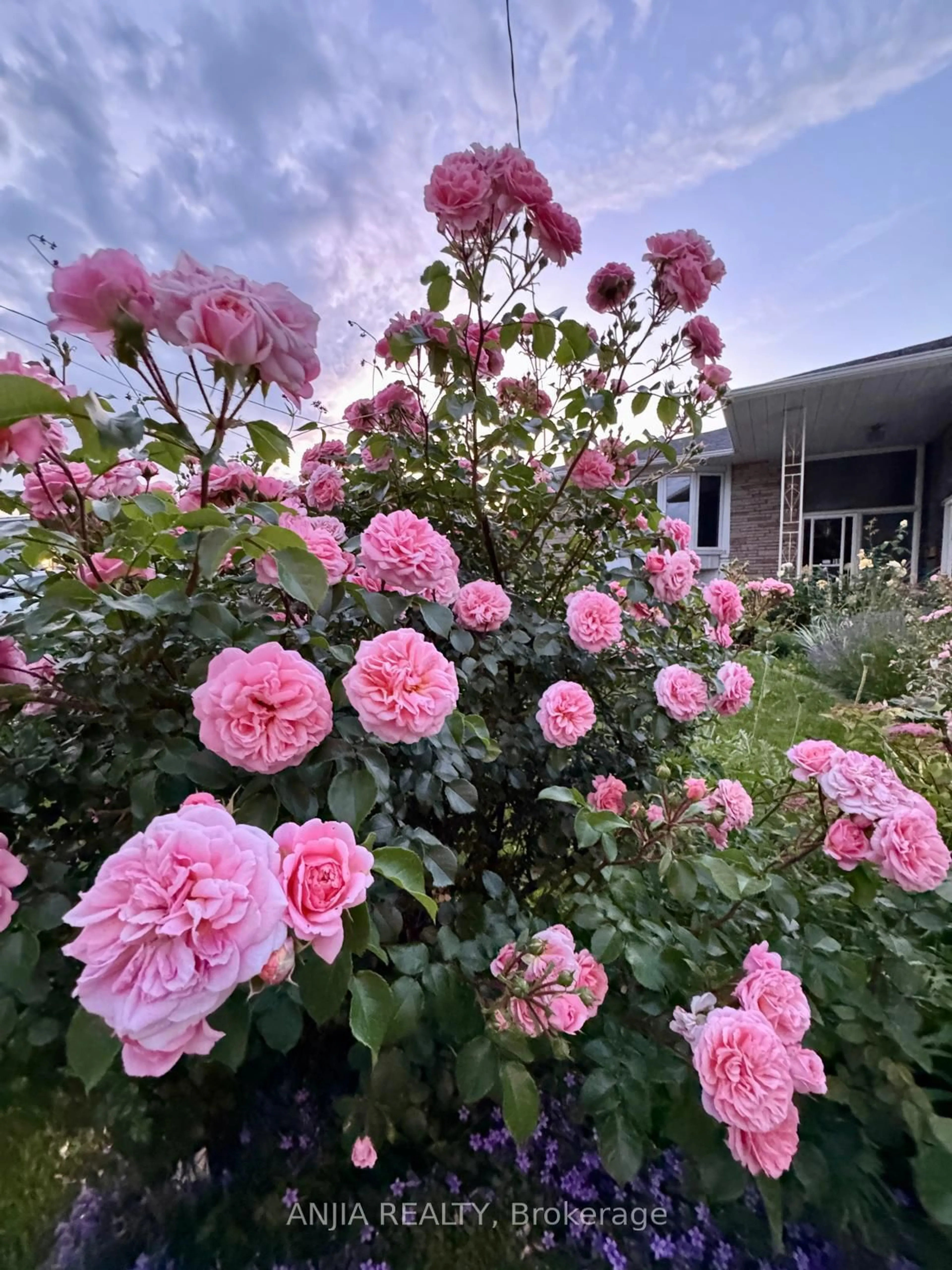 Patio, street for 36 Birchard St, Toronto Ontario M1T 1Z2