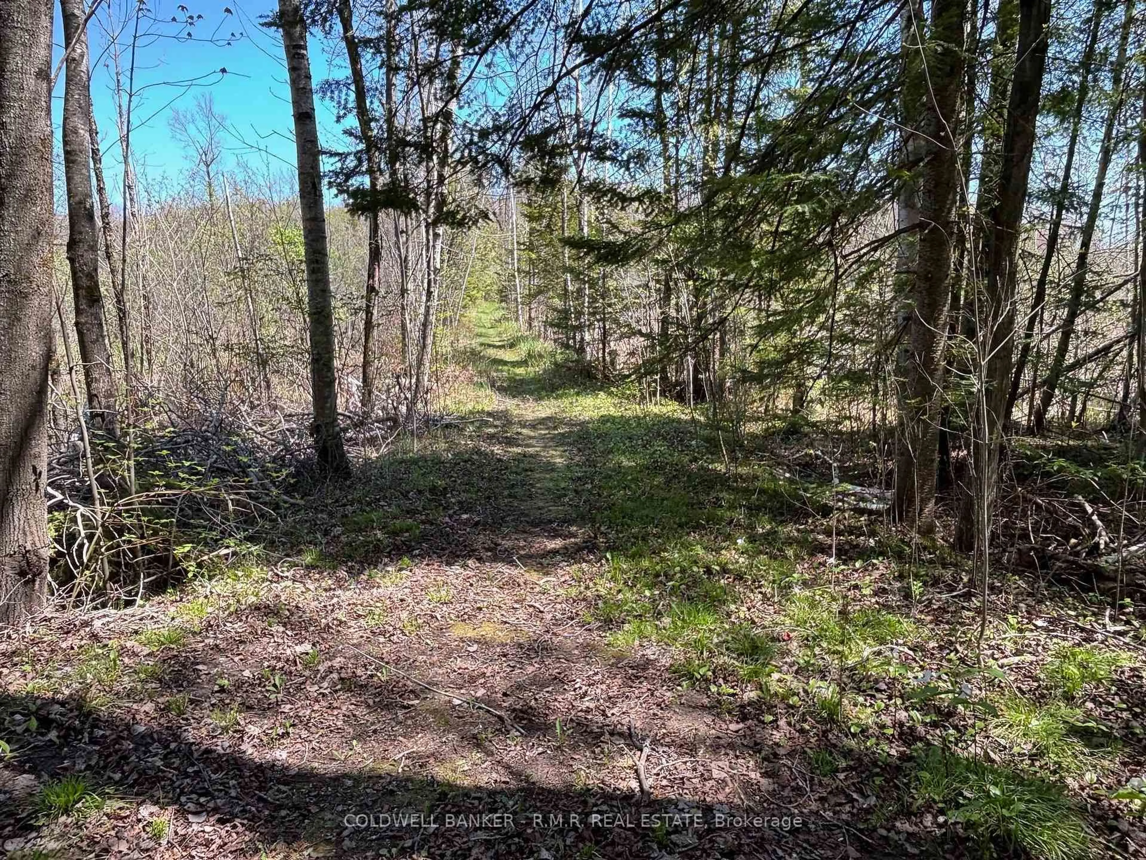 A pic from outside/outdoor area/front of a property/back of a property/a pic from drone, forest/trees view for 9136 Ravenshoe Rd, Georgina Ontario L9P 1R2