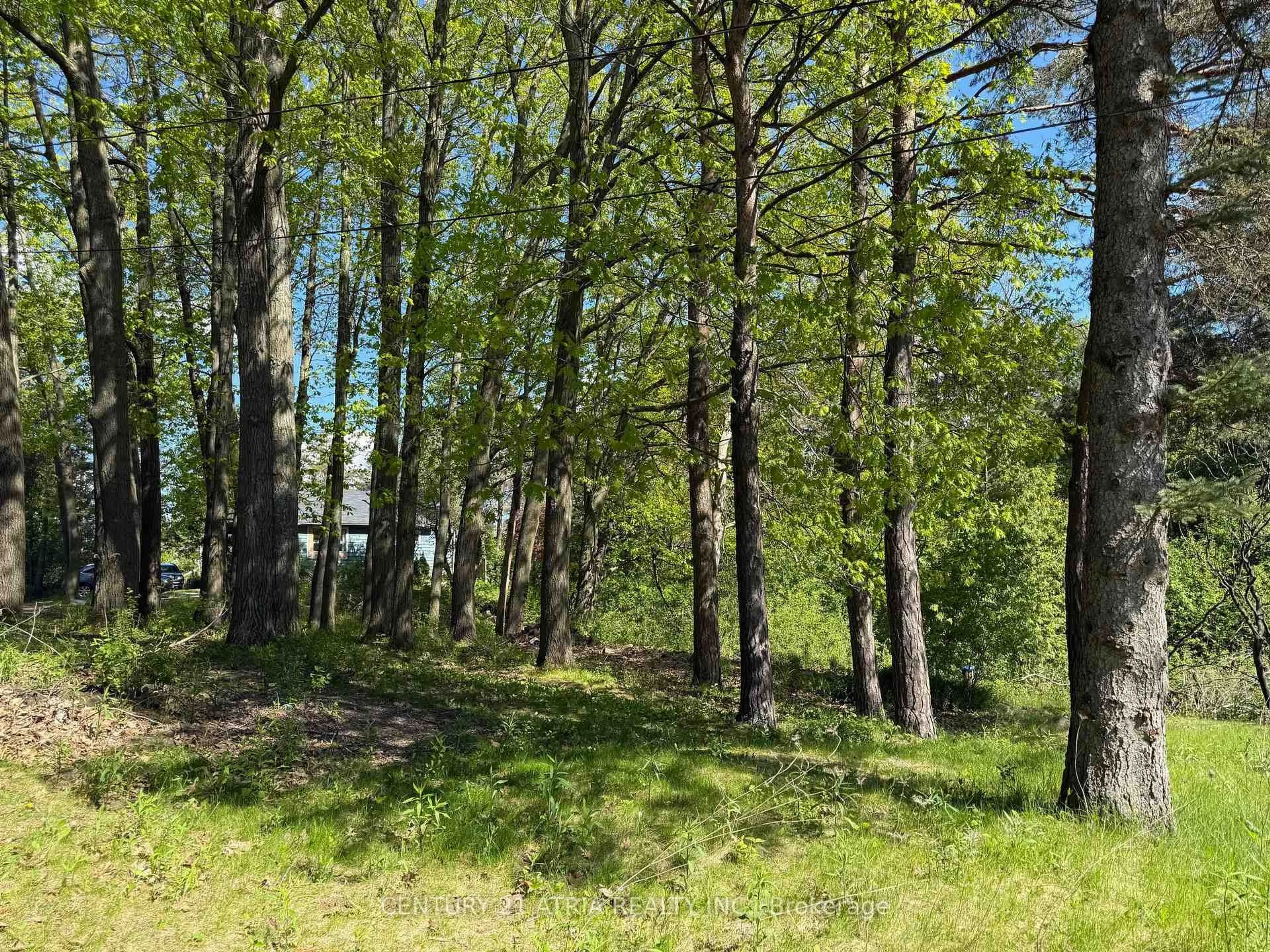 A pic from outside/outdoor area/front of a property/back of a property/a pic from drone, forest/trees view for 14178 Yonge St, Aurora Ontario L4G 0P5