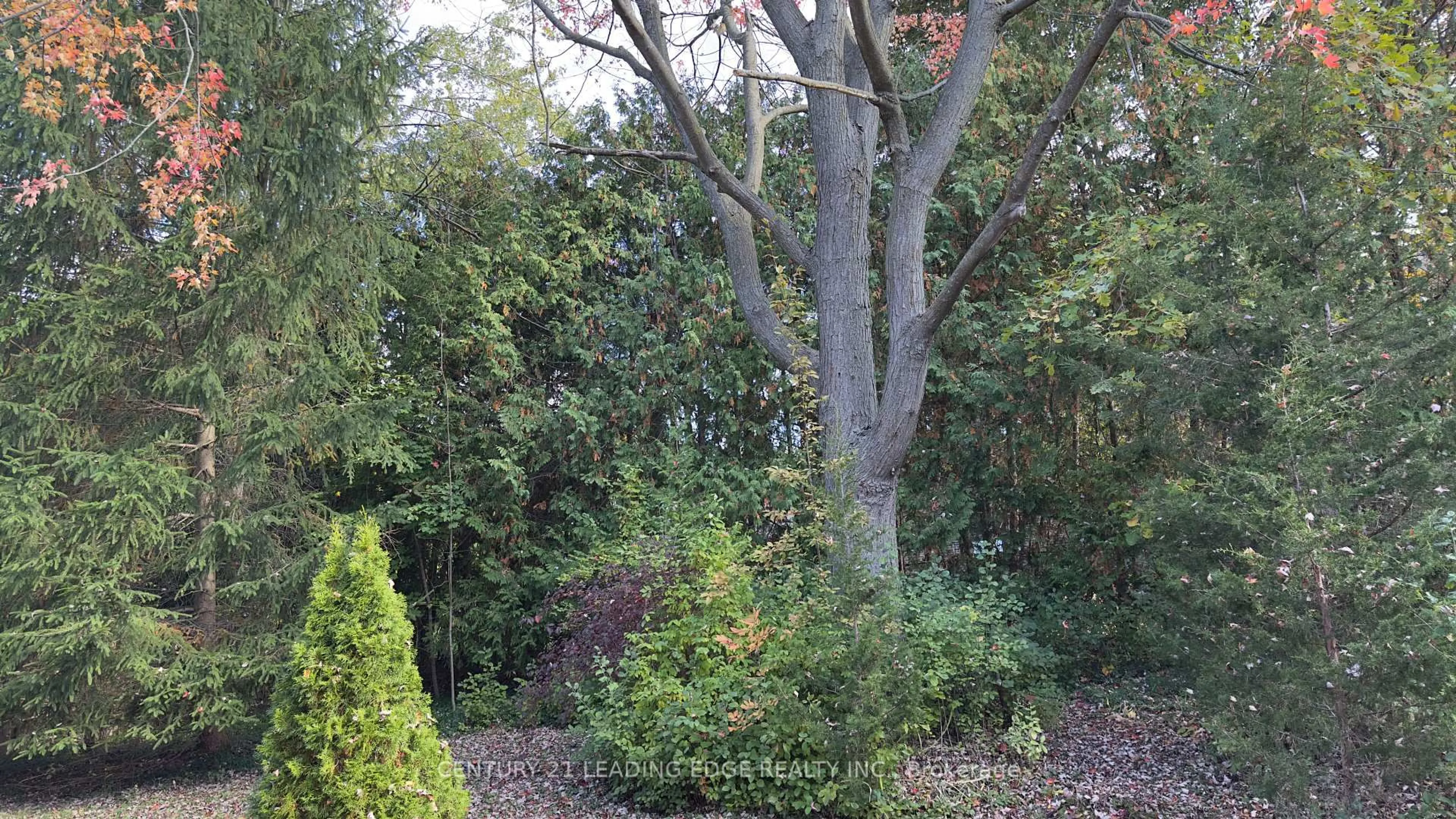 A pic from outside/outdoor area/front of a property/back of a property/a pic from drone, forest/trees view for 117 Westwood Lane, Richmond Hill Ontario L4C 6X8