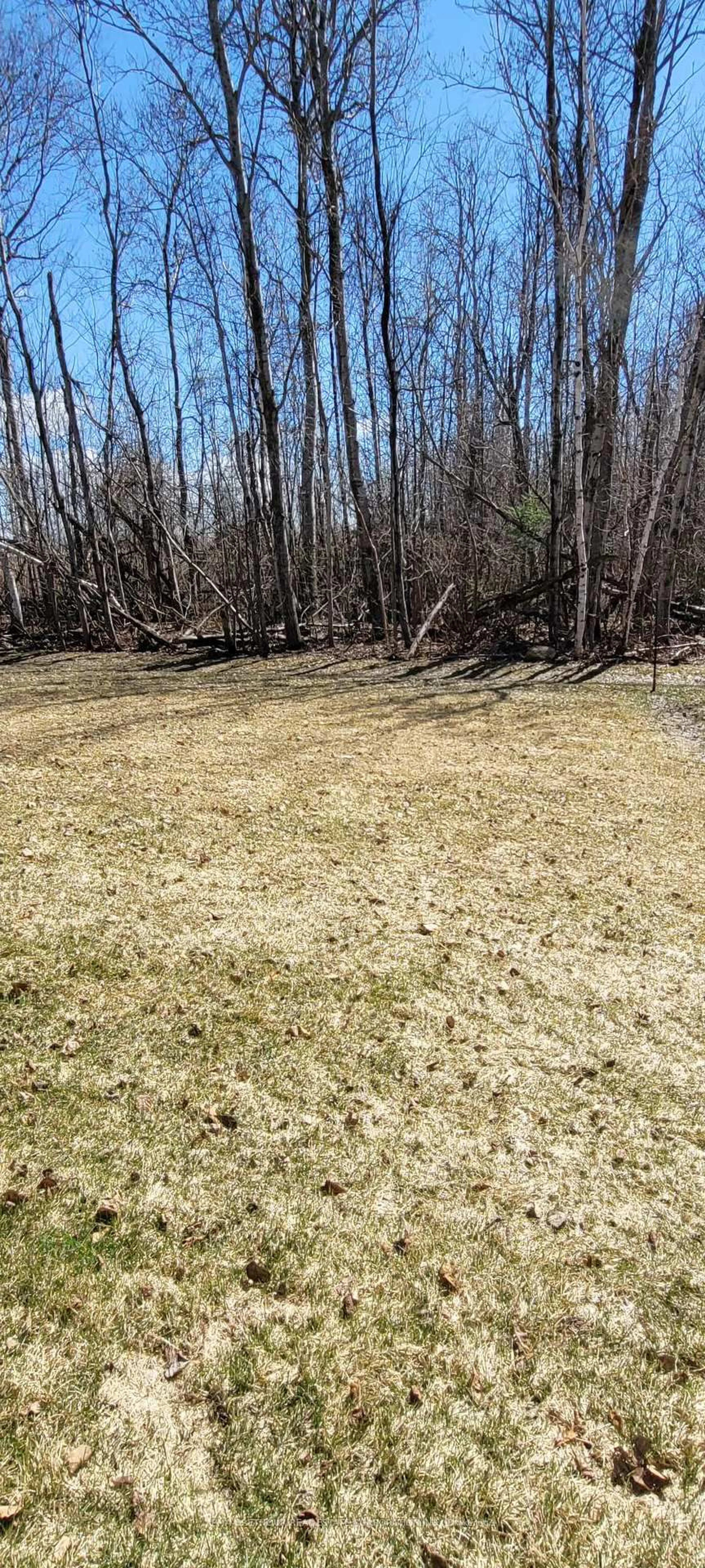 A pic from outside/outdoor area/front of a property/back of a property/a pic from drone, forest/trees view for 149 Dovedale Dr, Georgina Ontario L4P 0S6