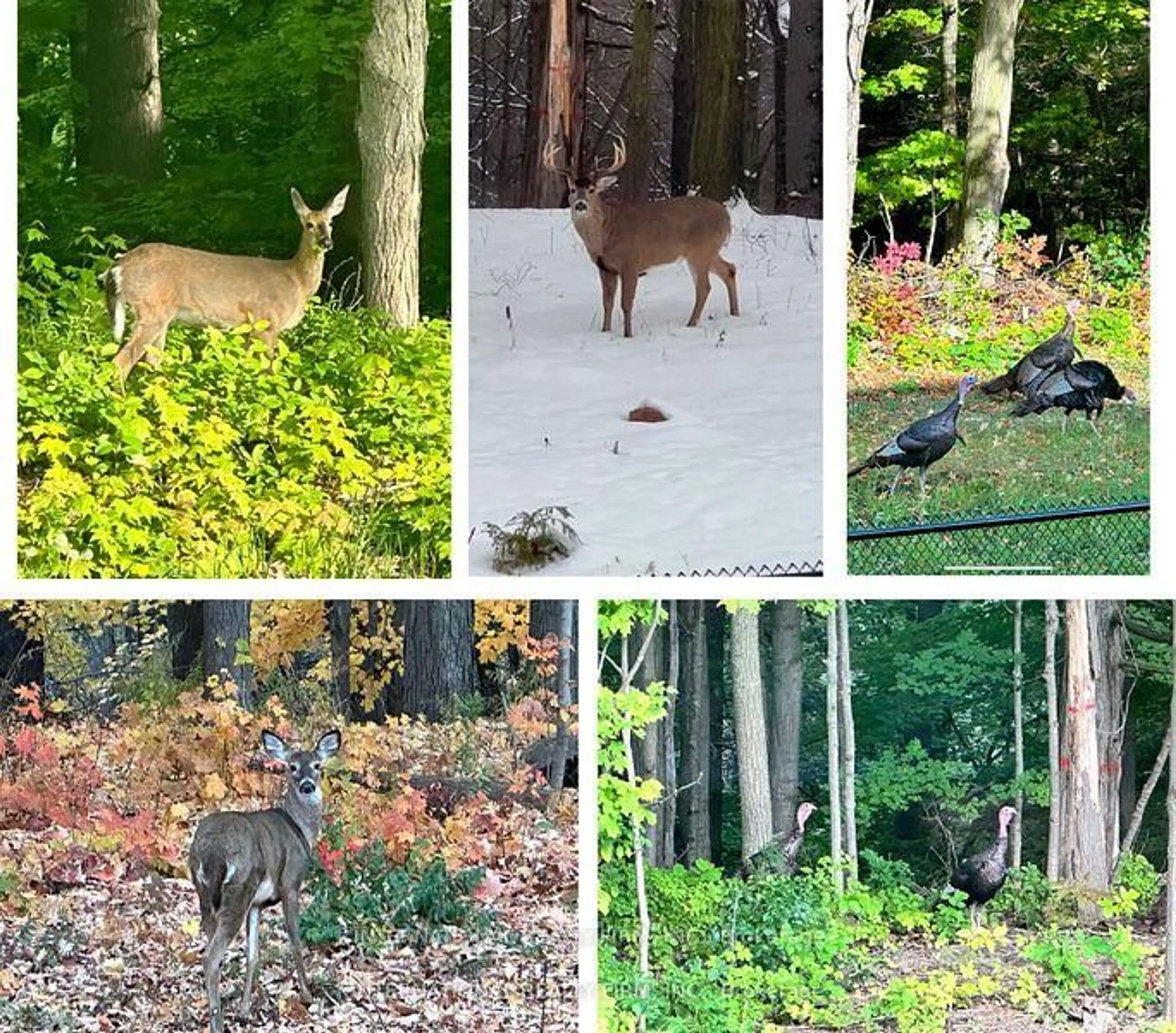 A pic from outside/outdoor area/front of a property/back of a property/a pic from drone, forest/trees view for 150 Cannes Ave, Vaughan Ontario L4H 5A8