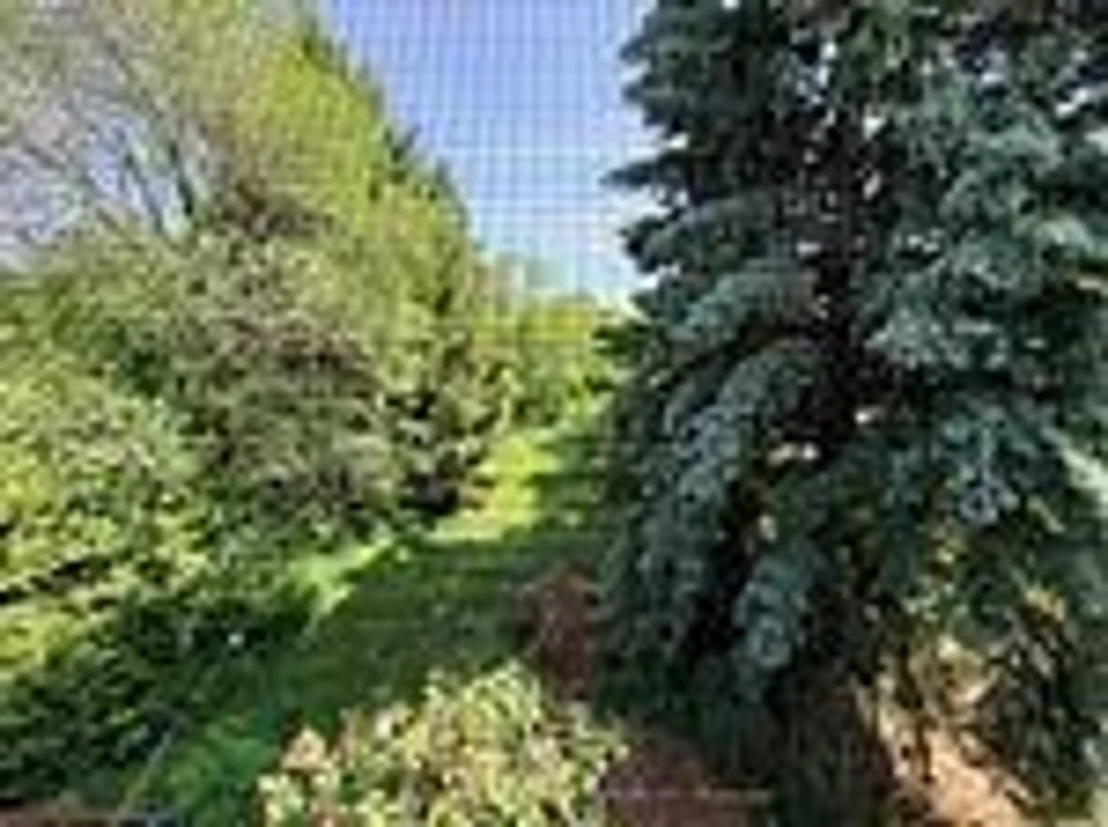 A pic from outside/outdoor area/front of a property/back of a property/a pic from drone, forest/trees view for 75 Spruce Ave, Richmond Hill Ontario L4C 6V9